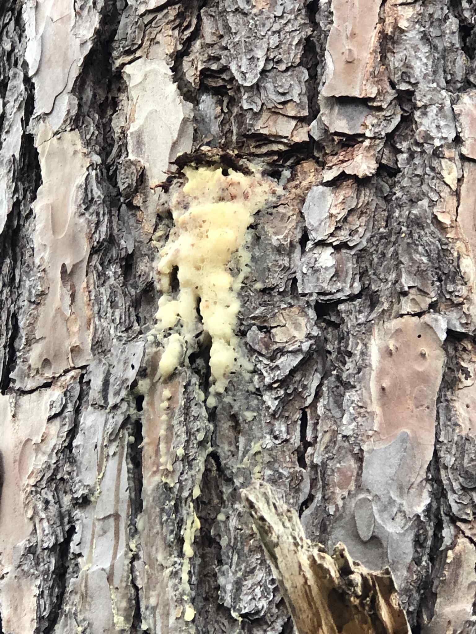 Fusarium circinatum