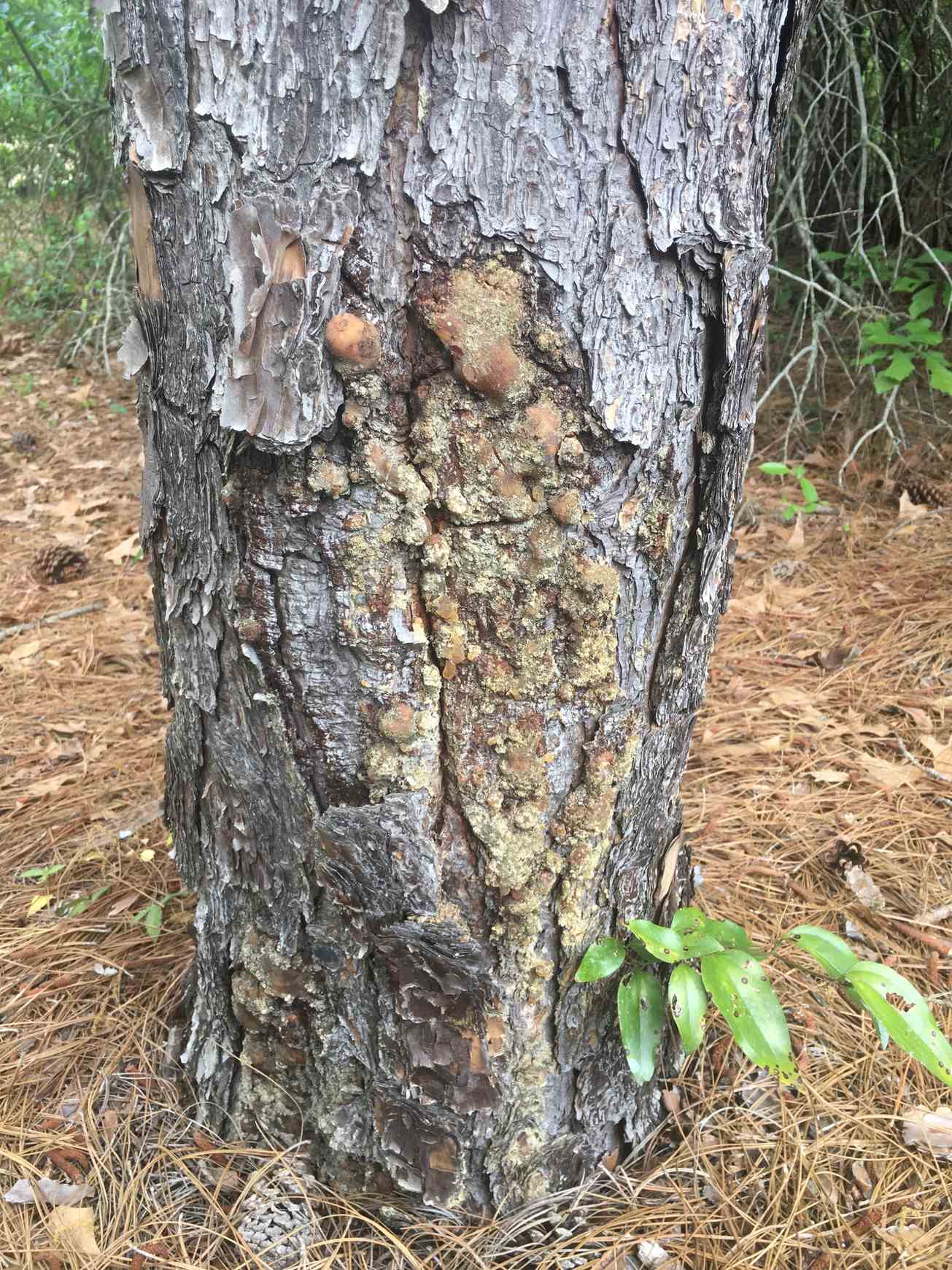 Fusarium circinatum