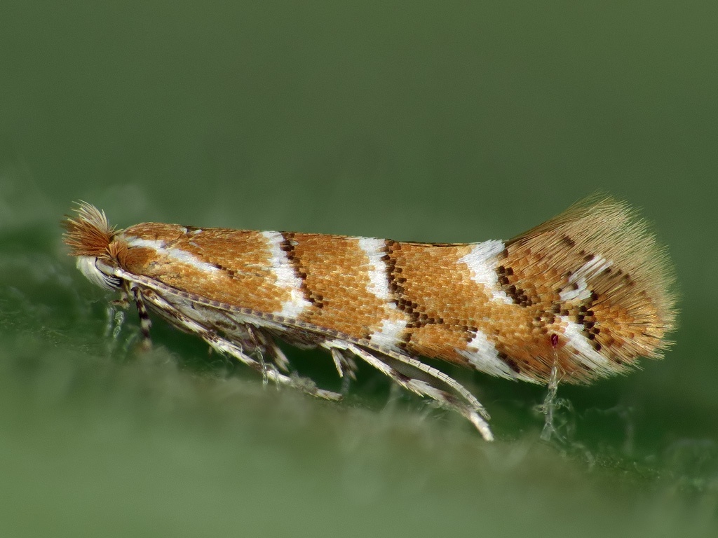 Cameraria ohridella