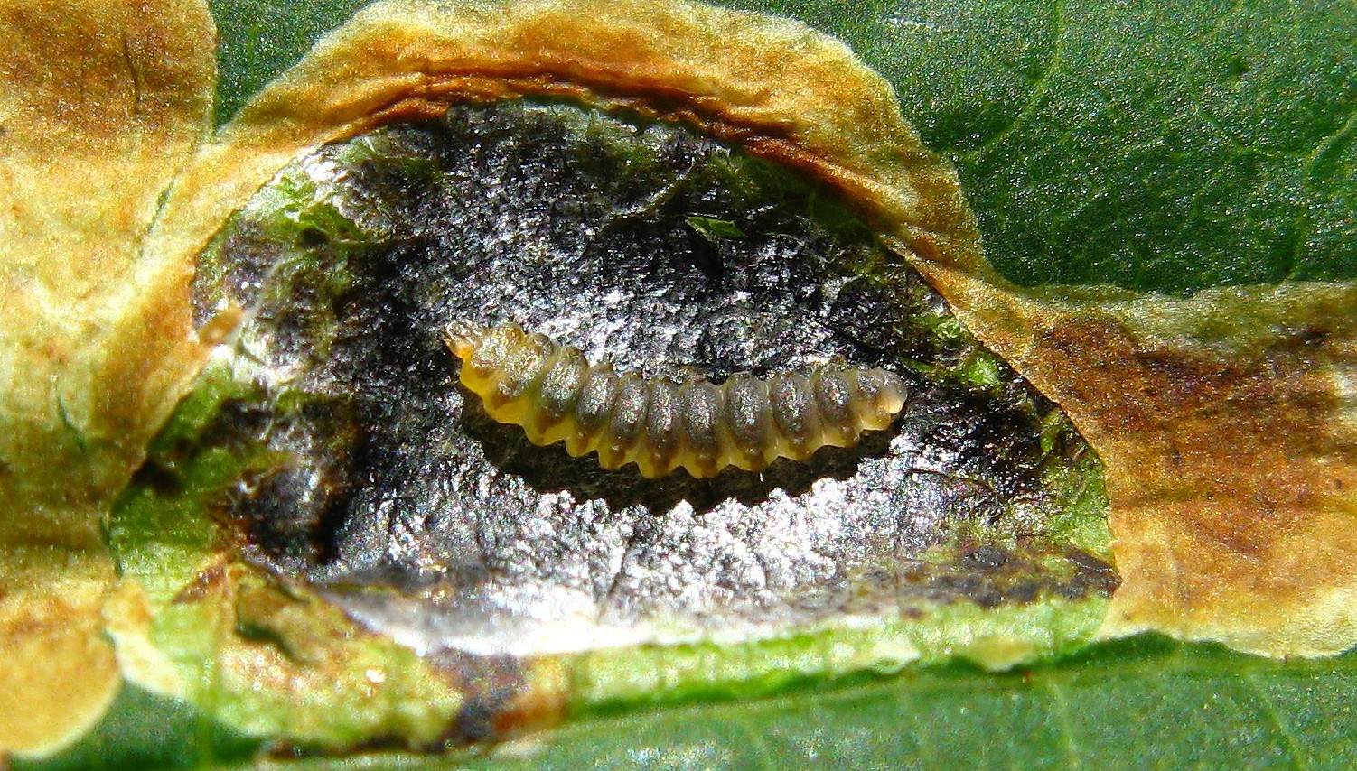 Cameraria ohridella