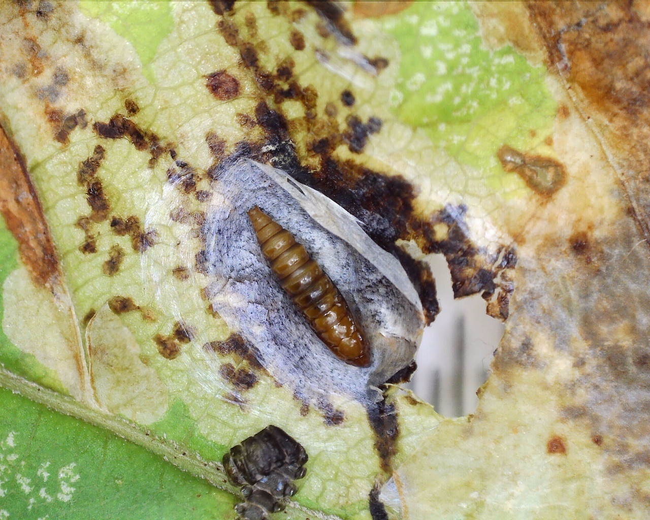 Cameraria ohridella