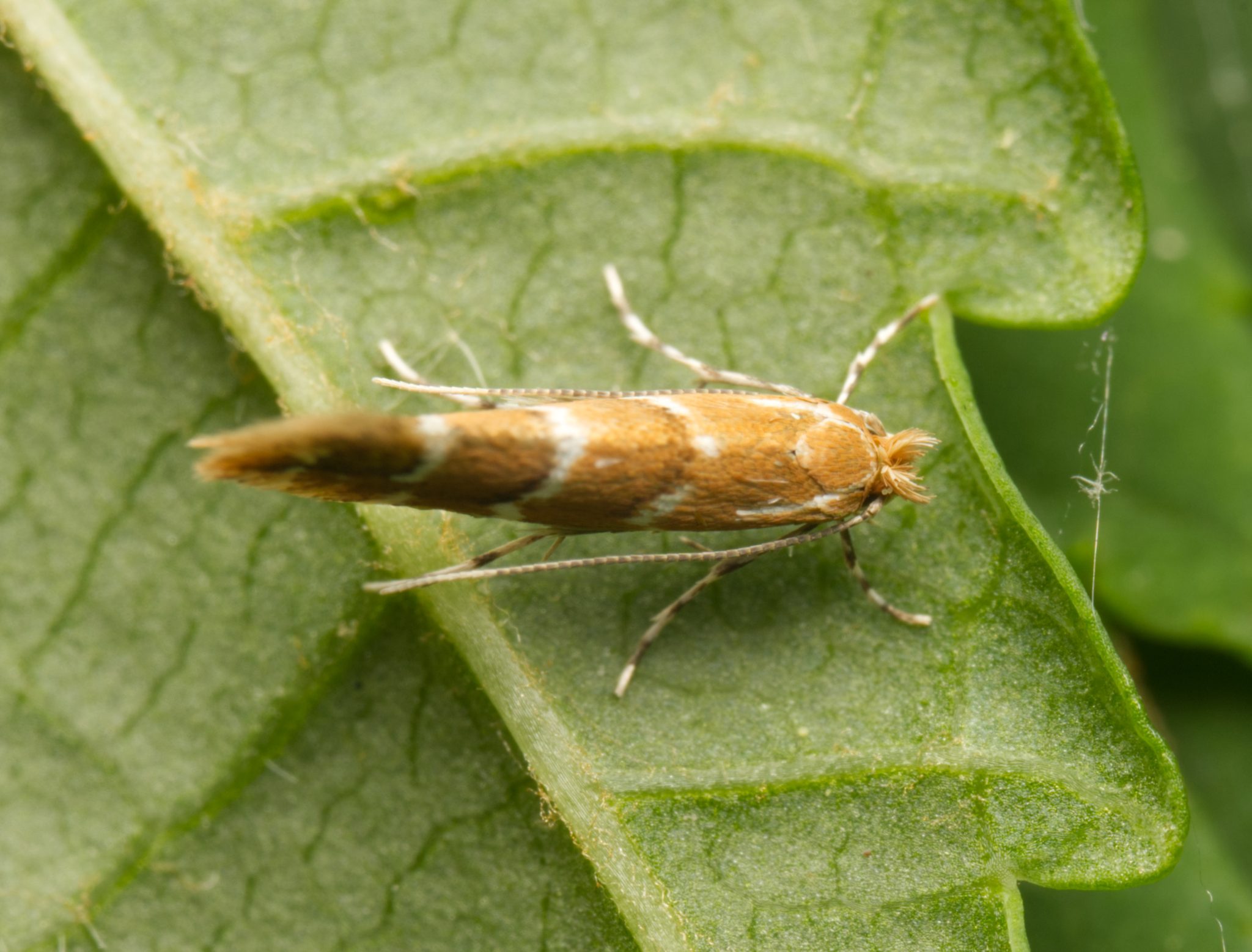 Cameraria ohridella