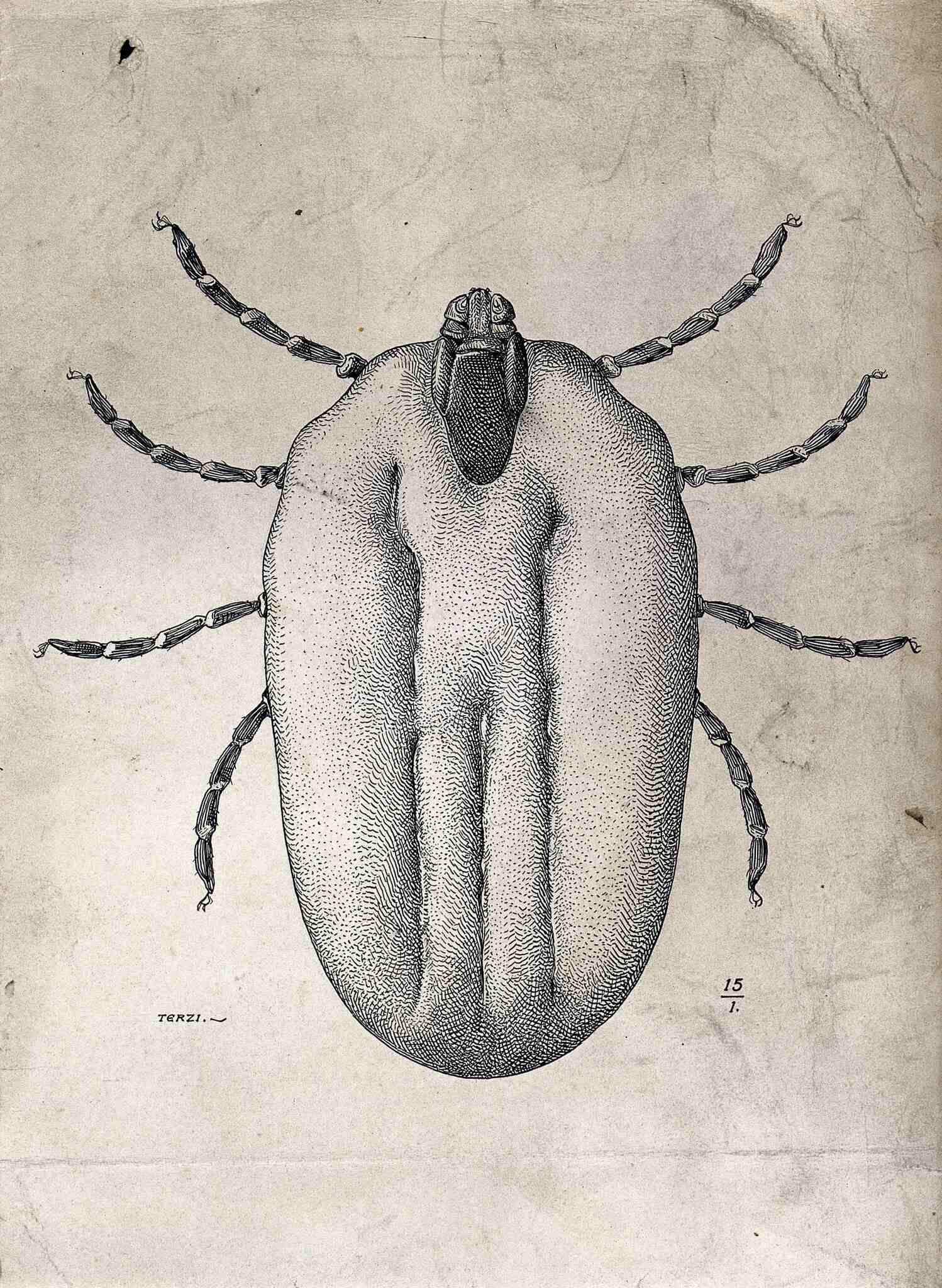 Rhipicephalus annulatus