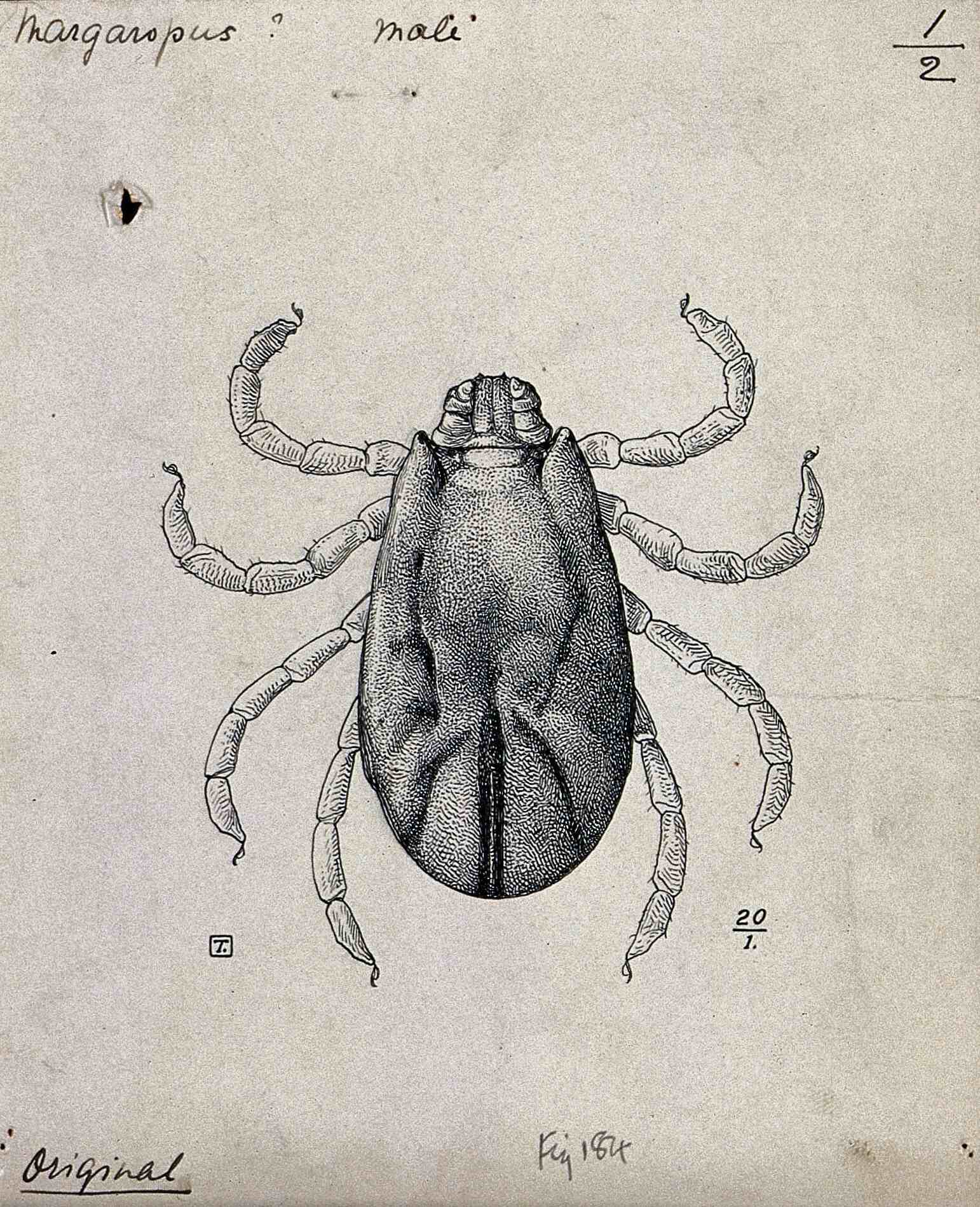 Rhipicephalus annulatus