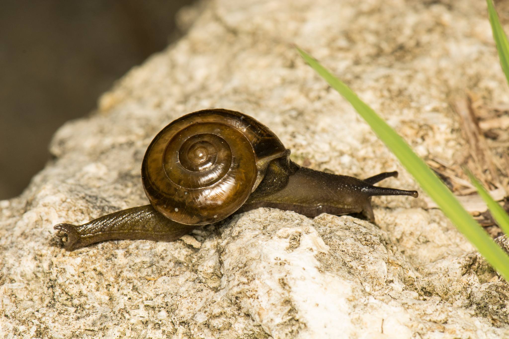 Macrochlamys indica