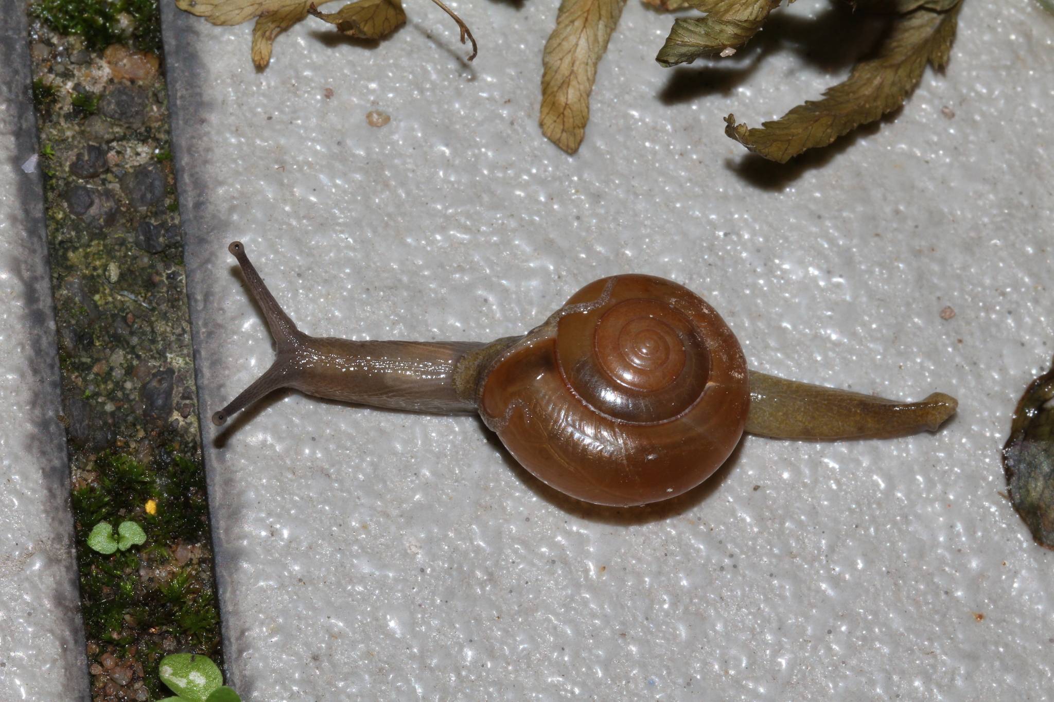 Macrochlamys indica