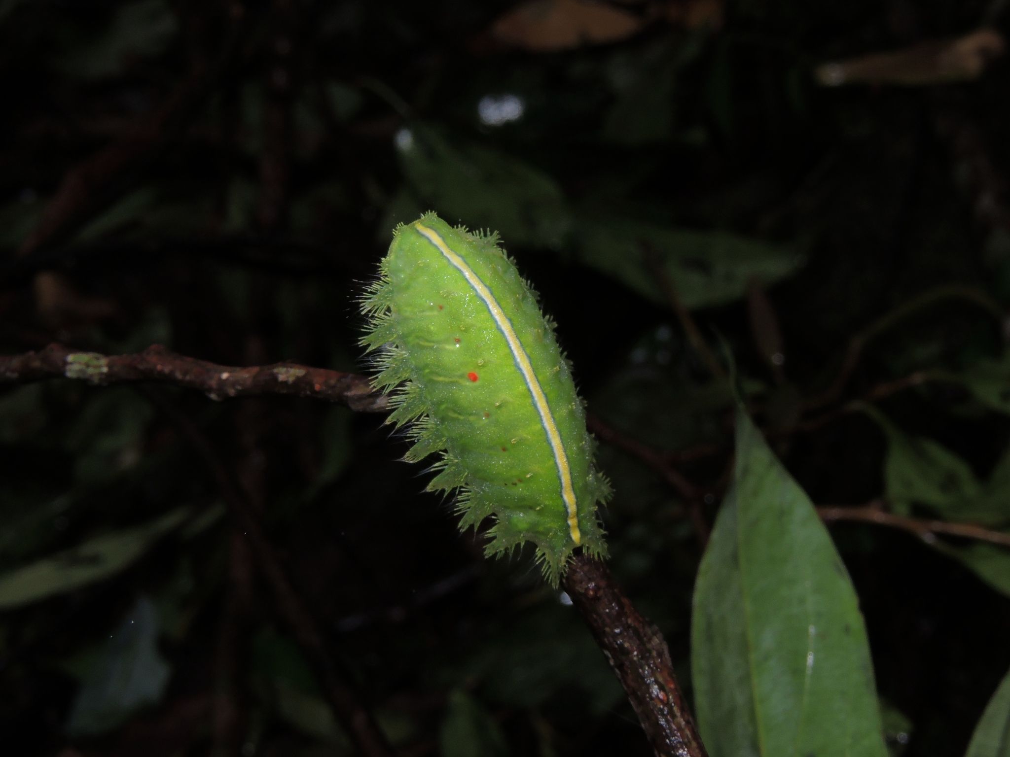 Thosea sinensis