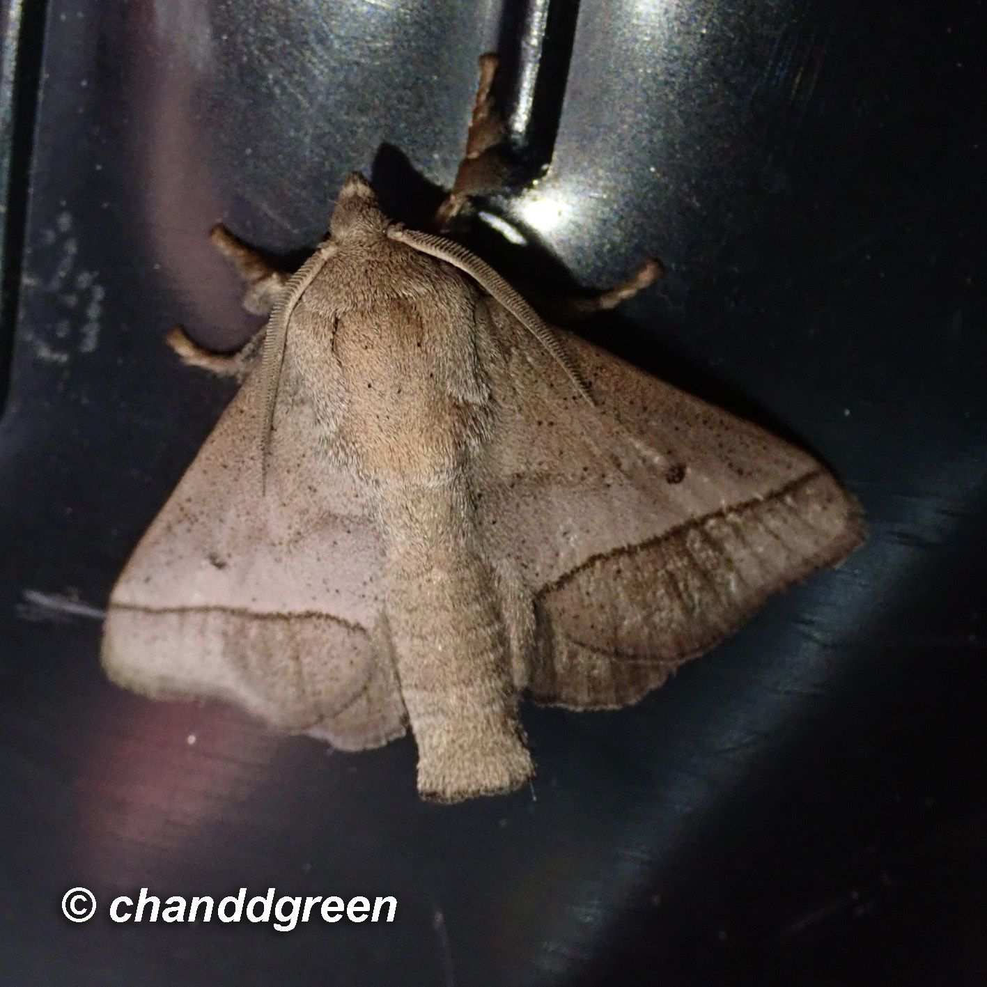 Thosea sinensis