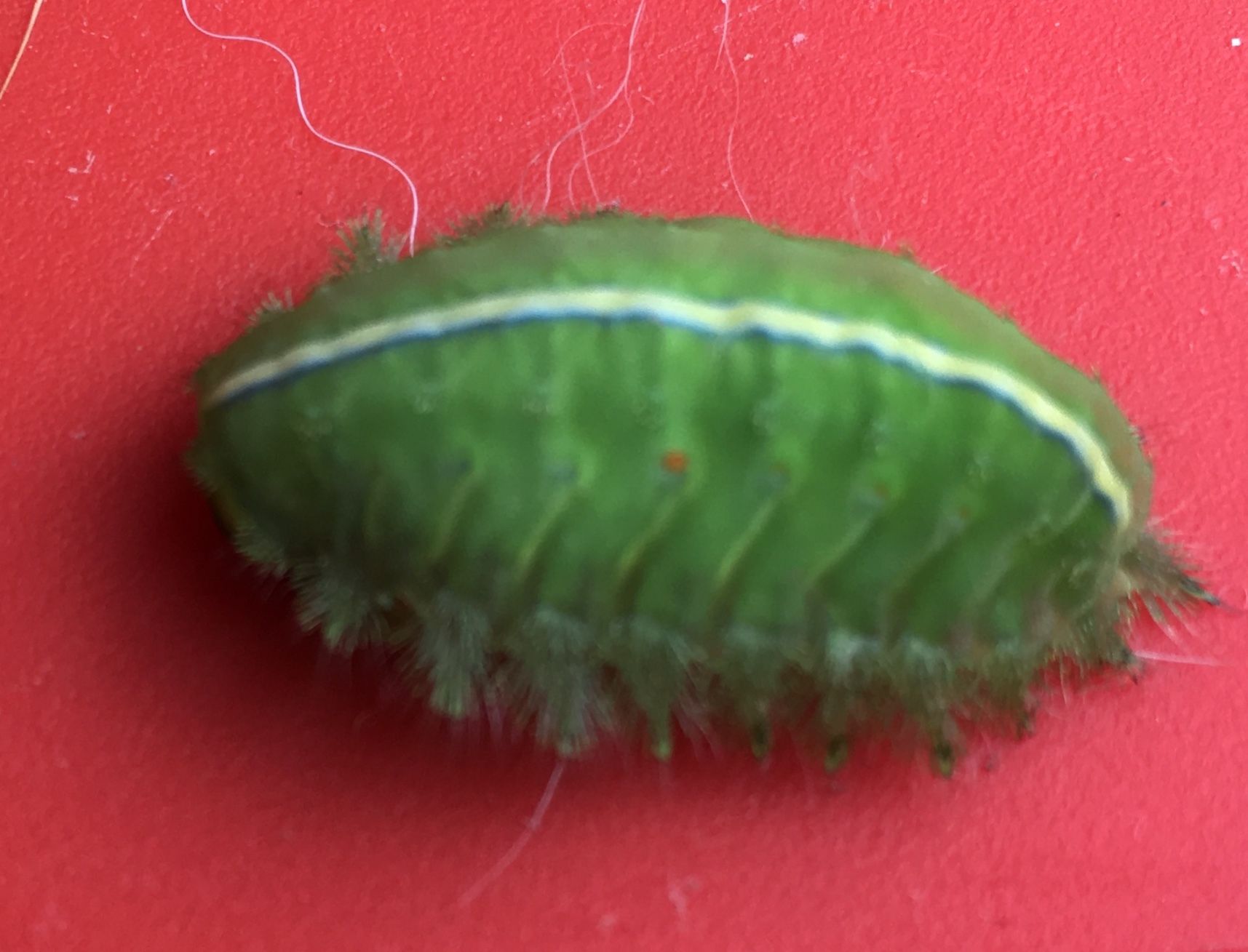 Thosea sinensis