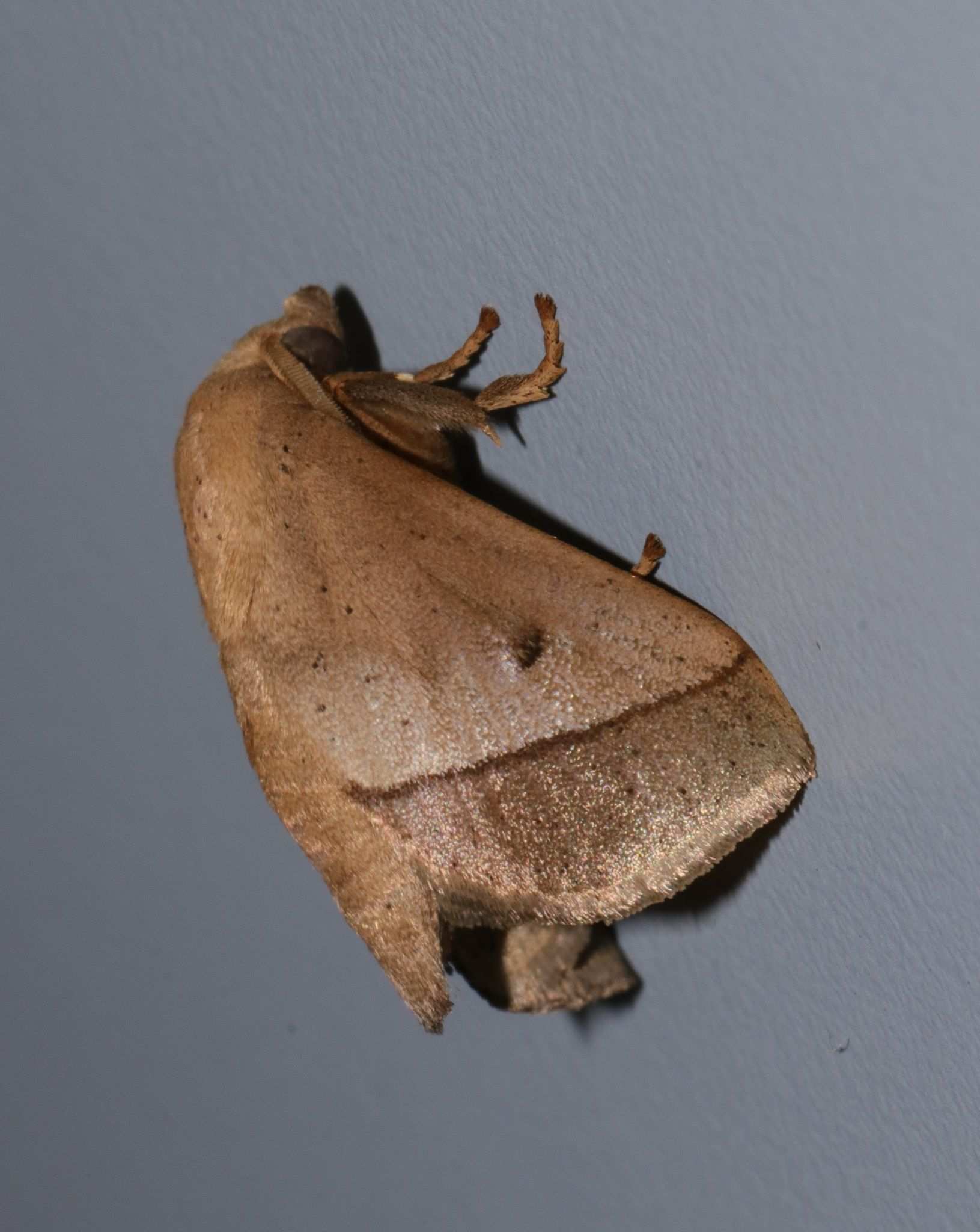 Thosea sinensis