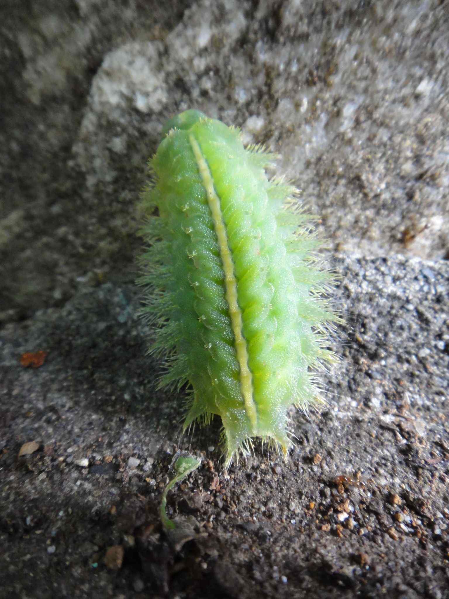 Thosea sinensis