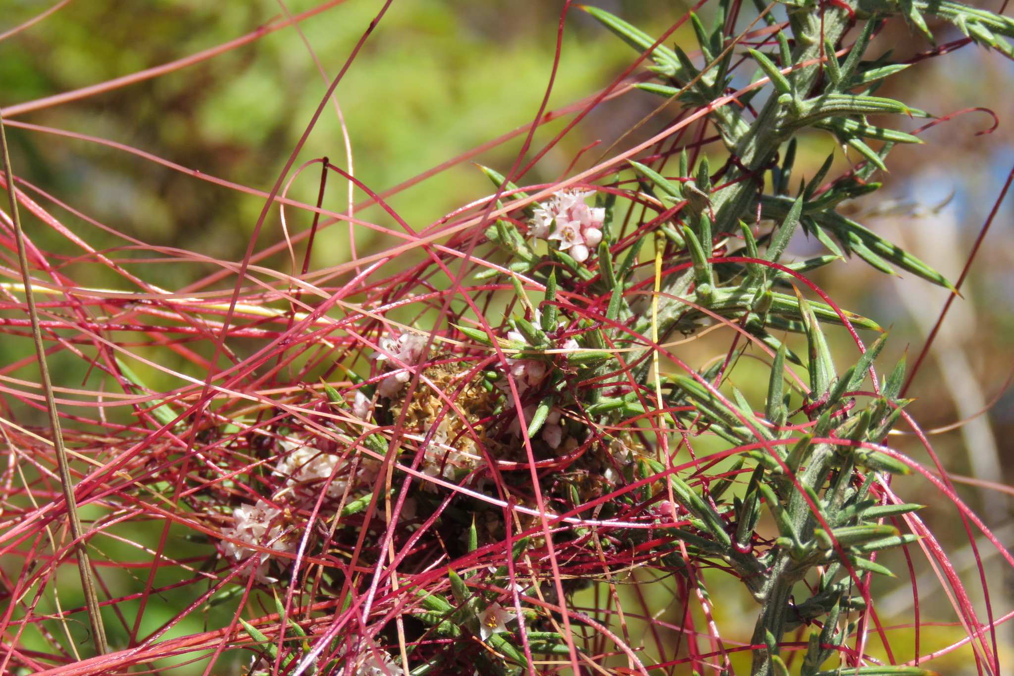 Cuscuta europaea