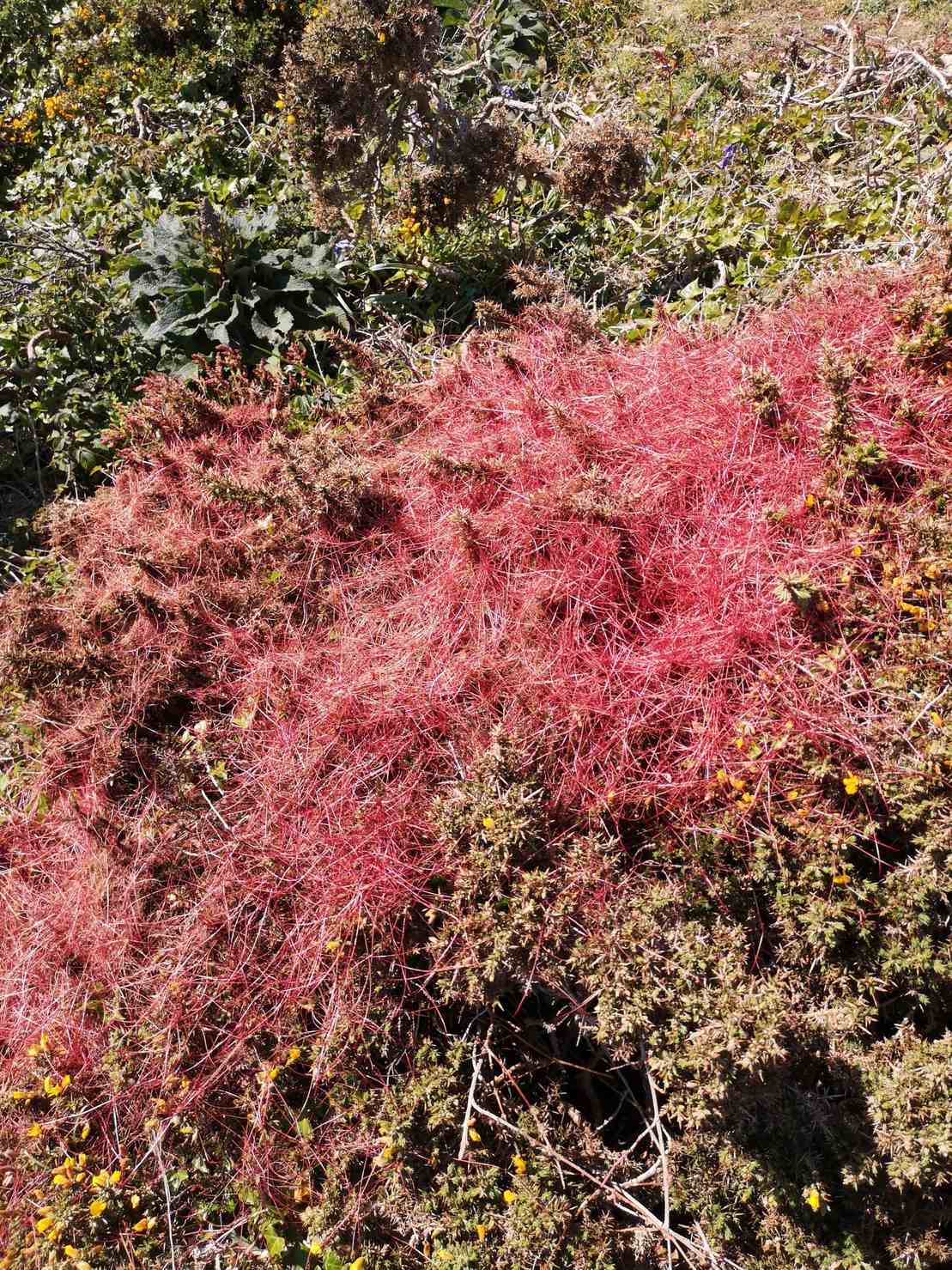 Cuscuta europaea