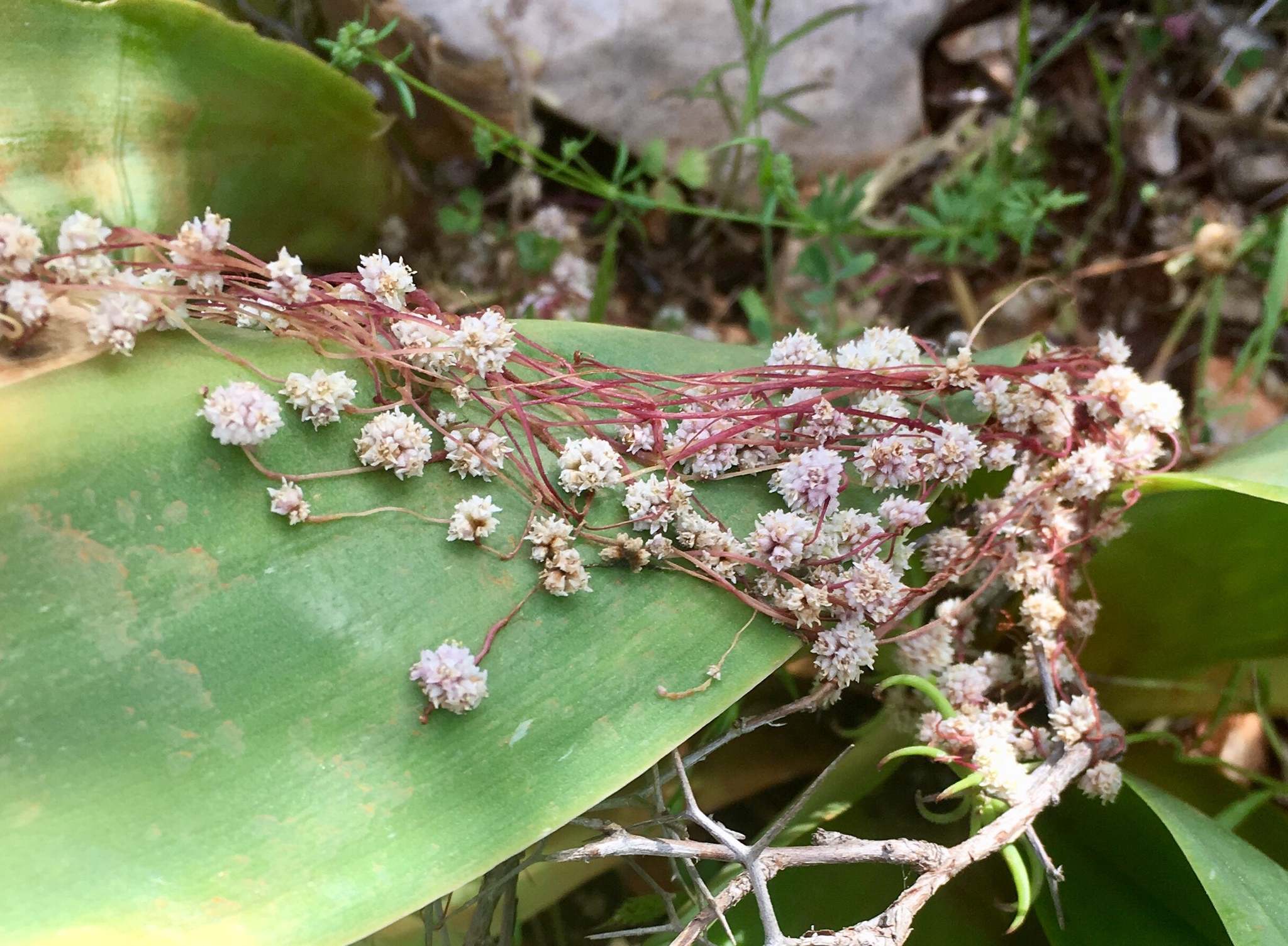 Cuscuta europaea