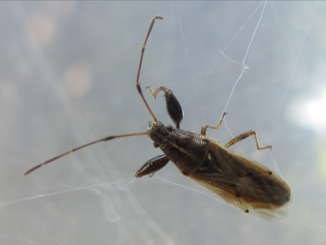 Pachygrontha