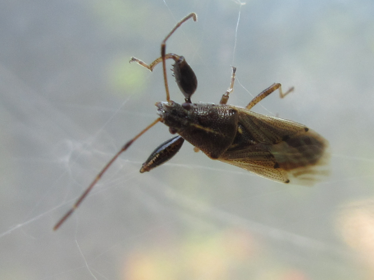 Pachygrontha
