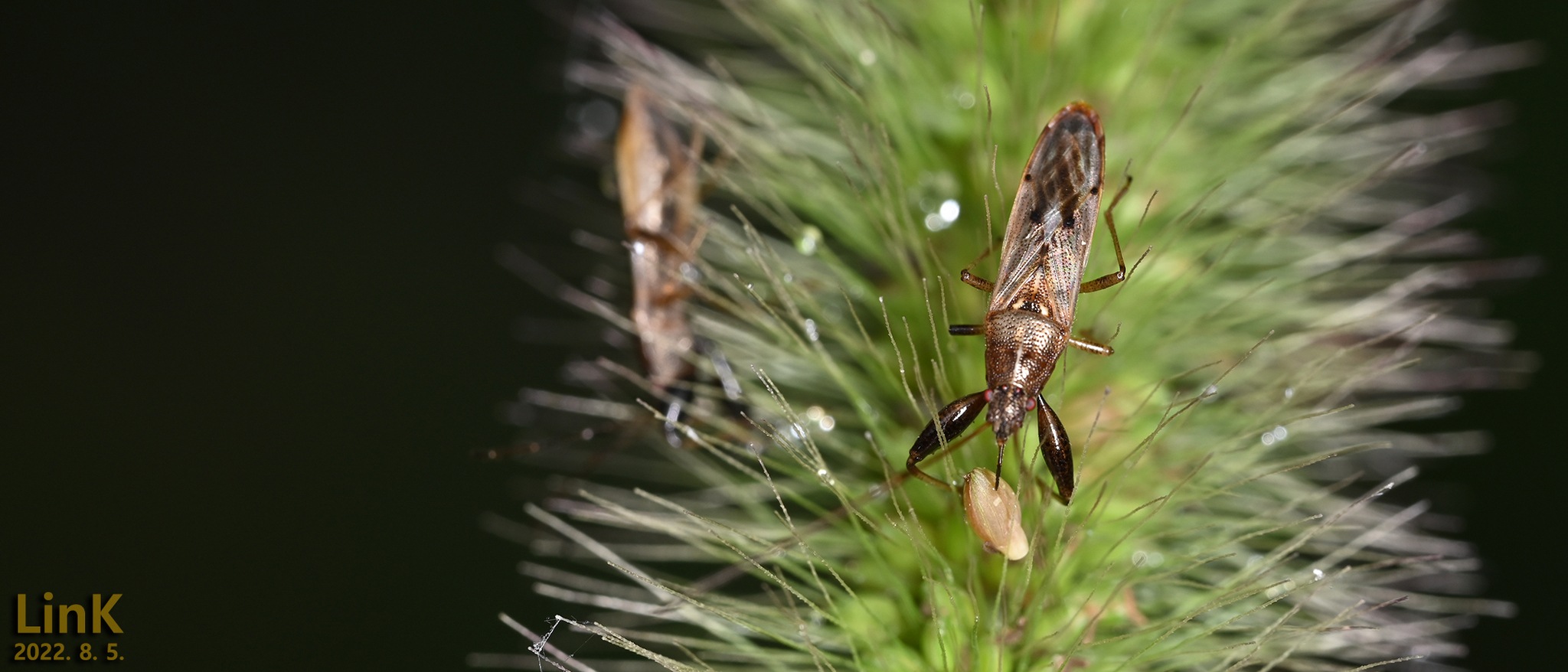 Pachygrontha