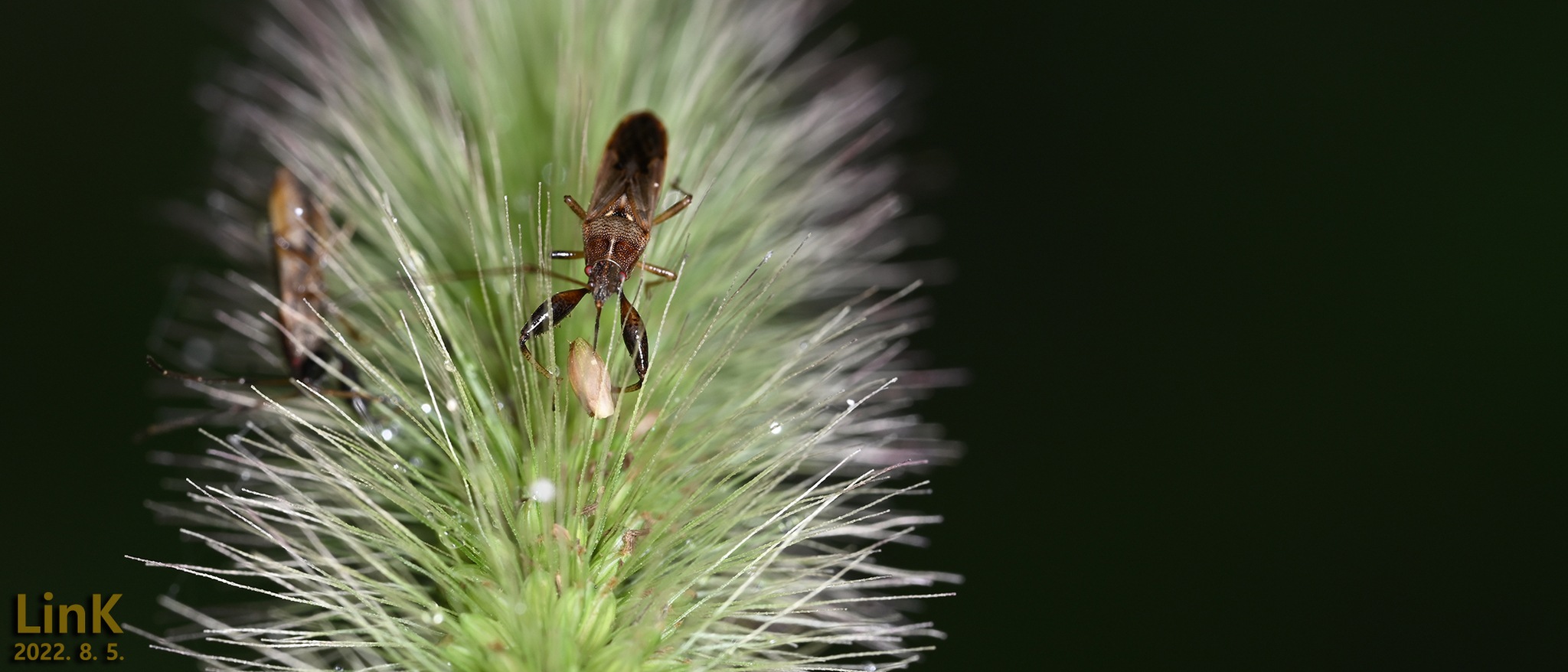 Pachygrontha
