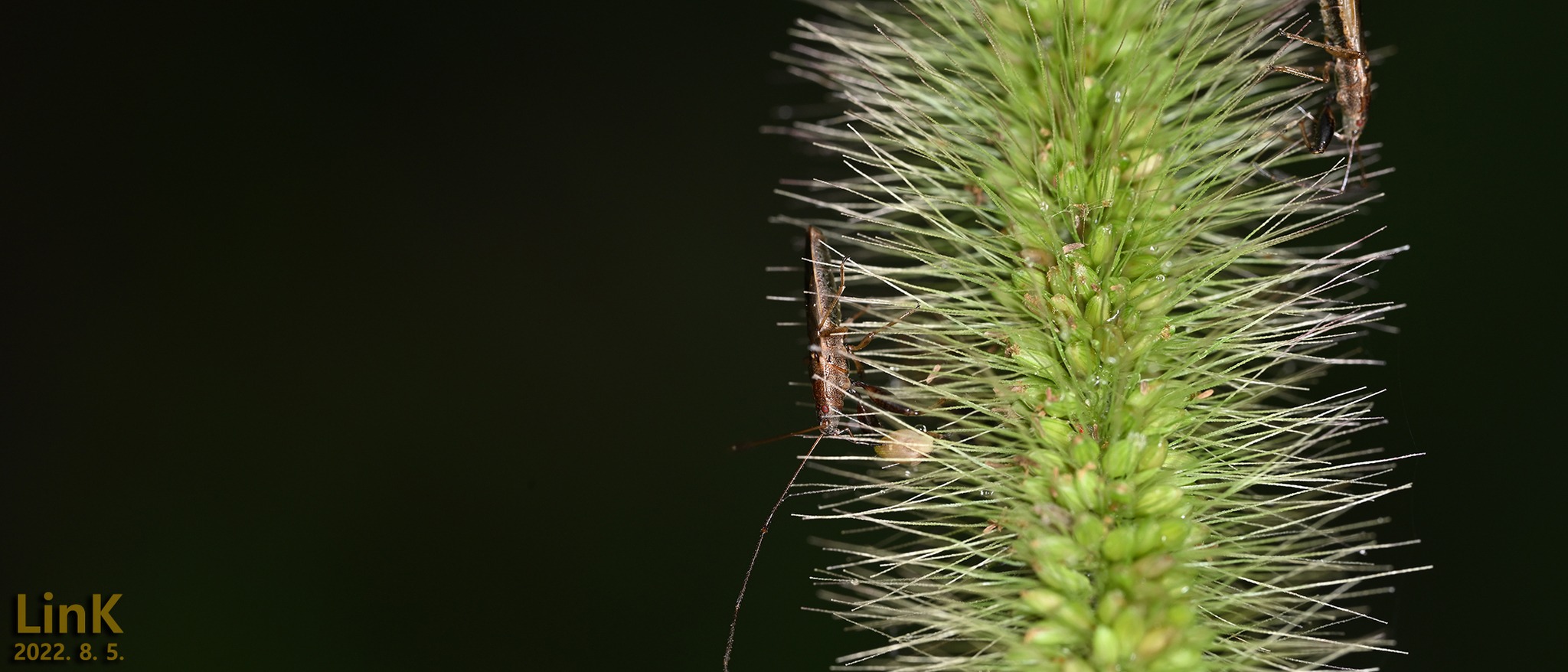 Pachygrontha