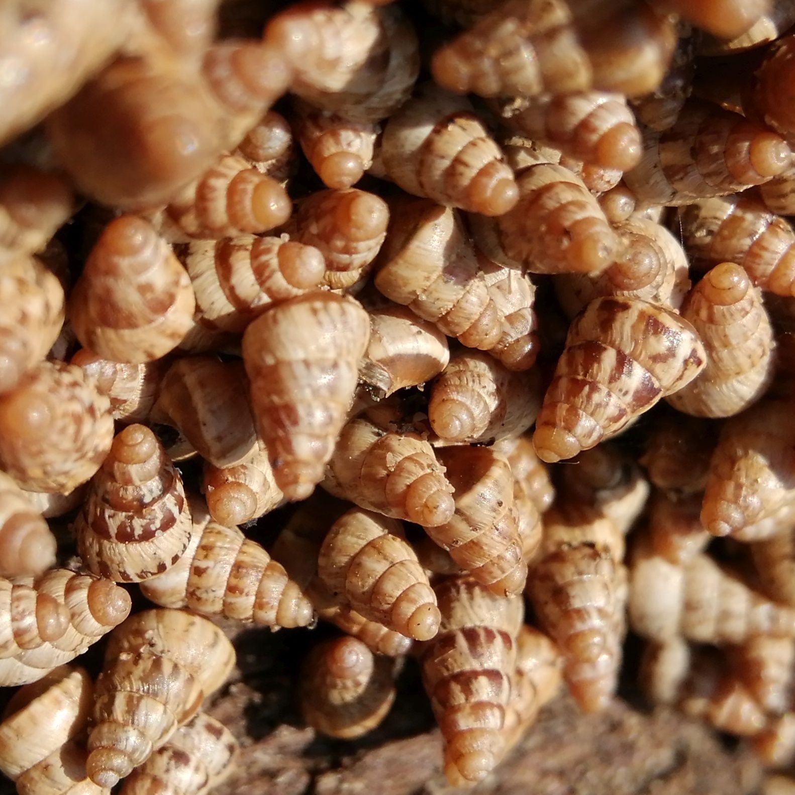 Cochlicella