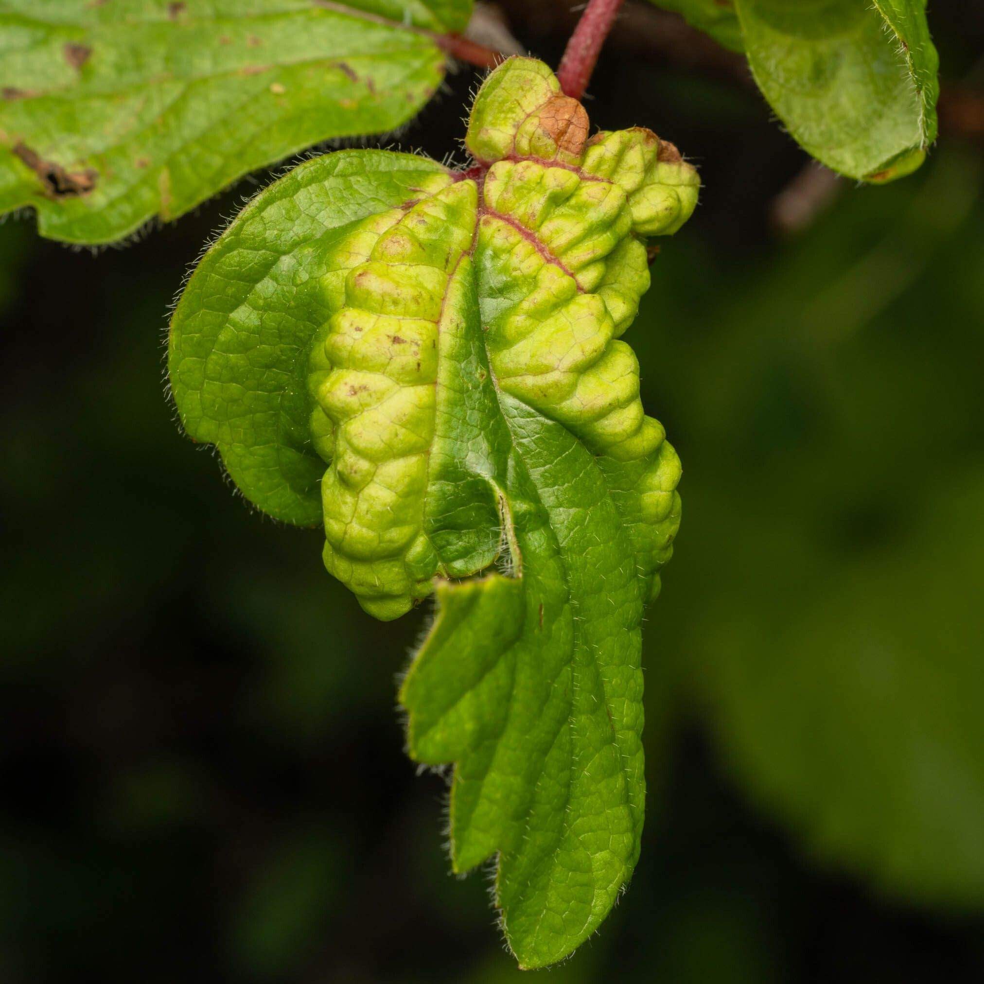 Ceruraphis viburnicola