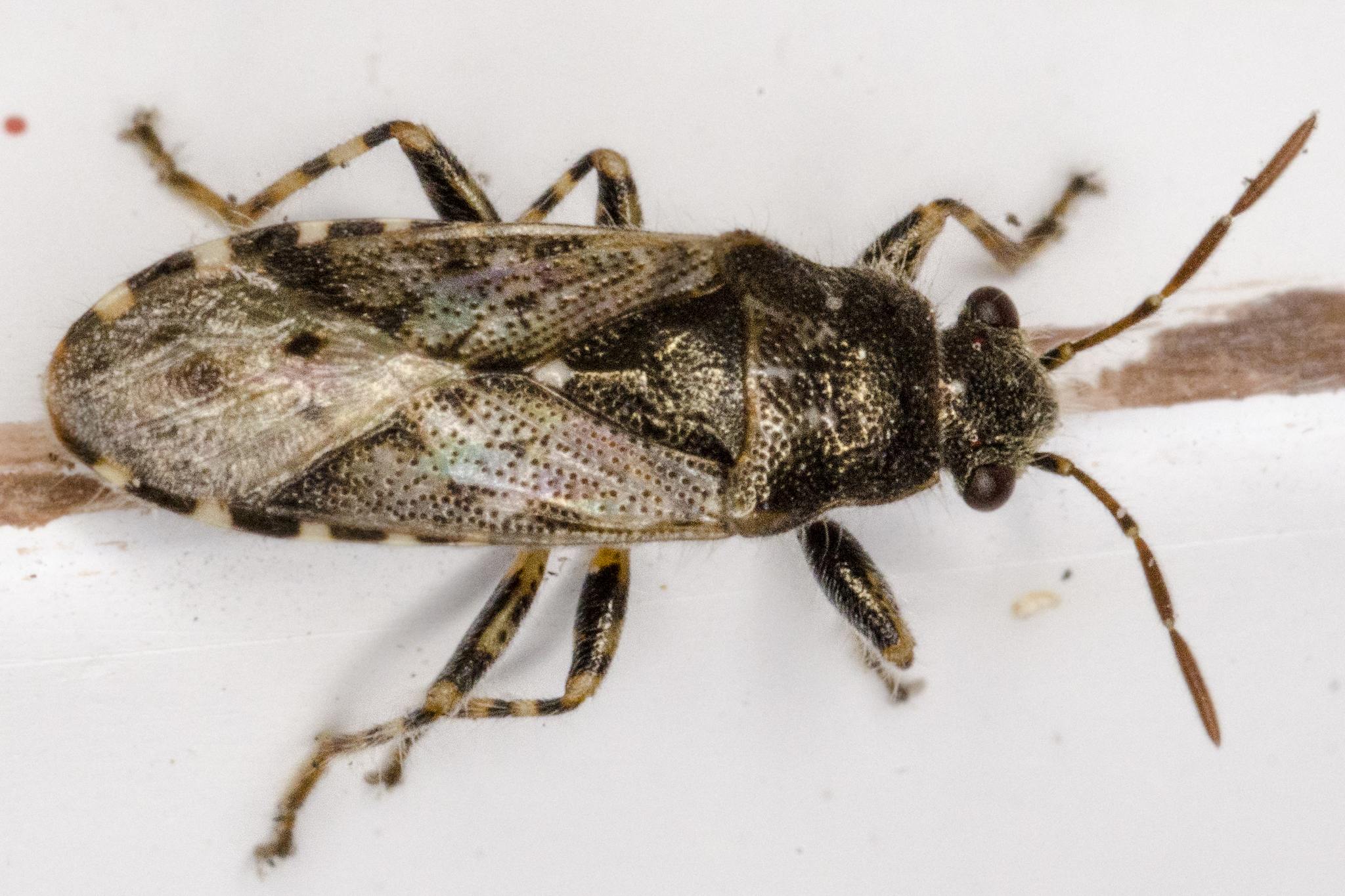 Heterogaster urticae