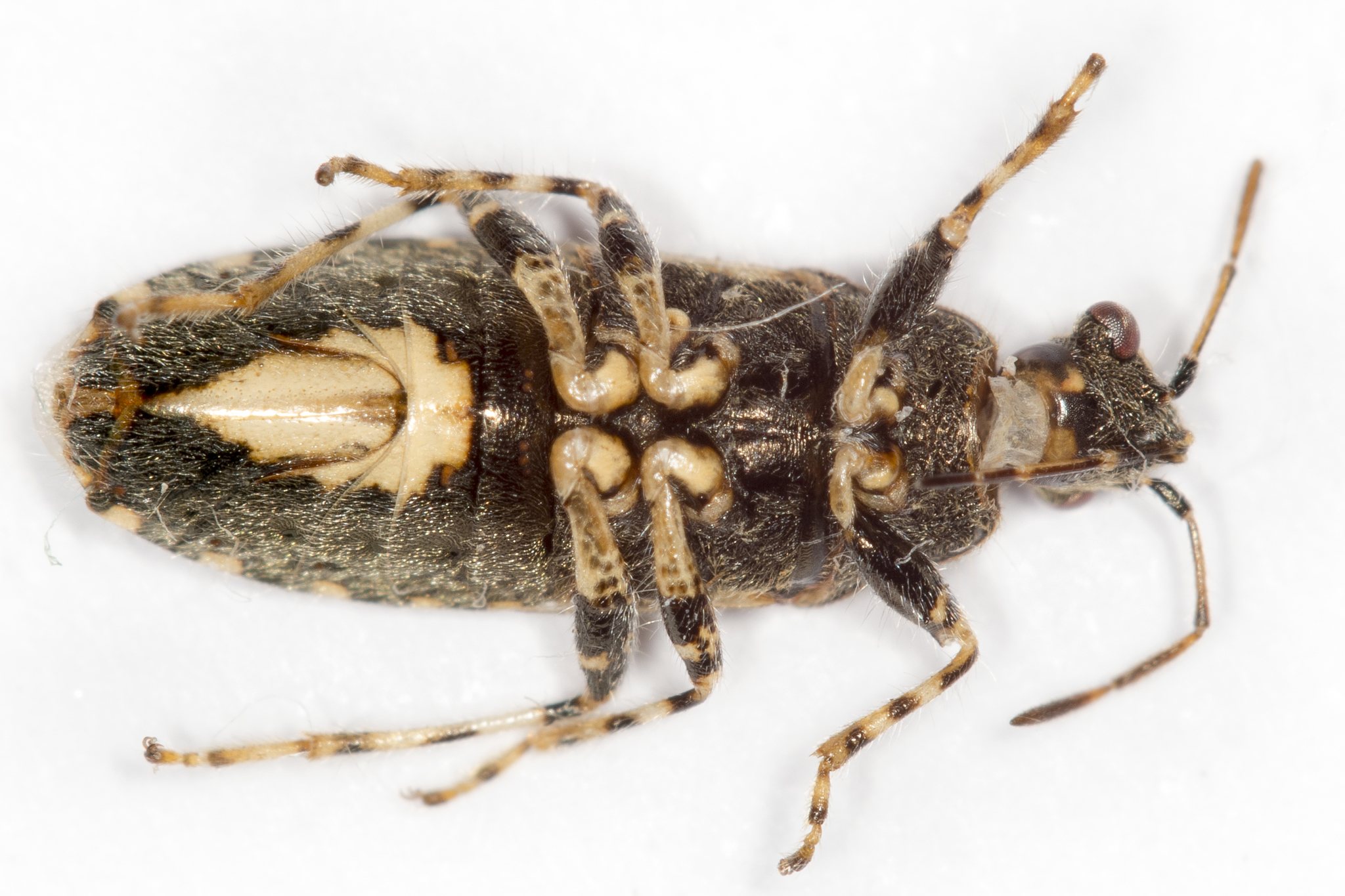 Heterogaster urticae