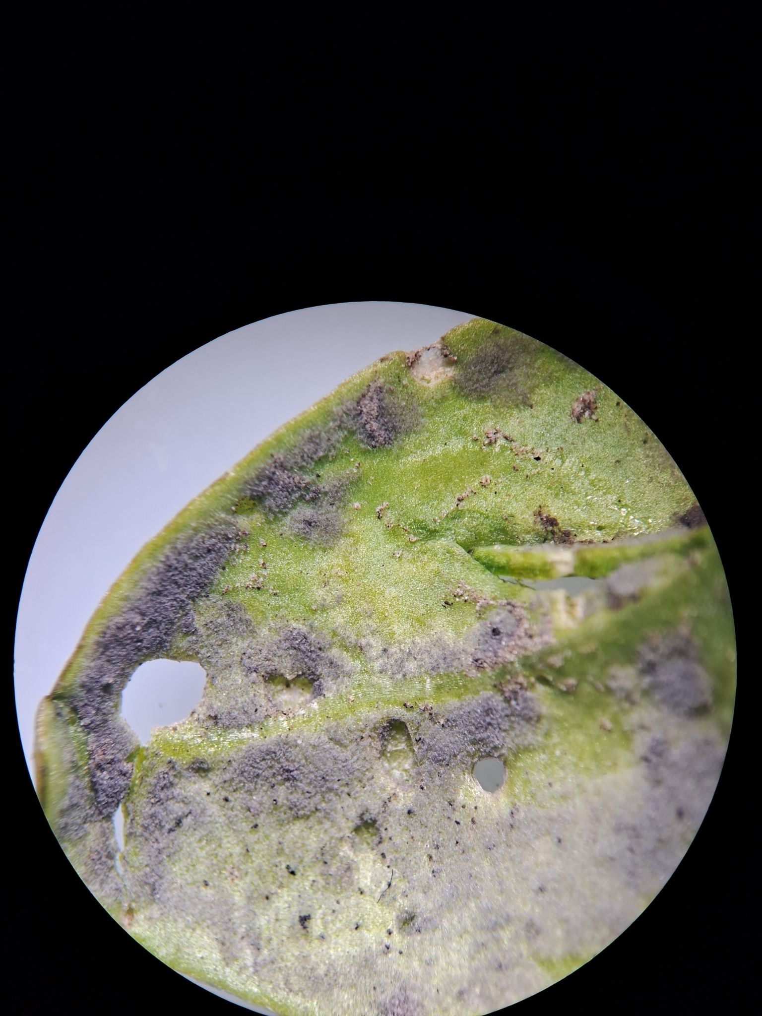 Peronospora farinosa