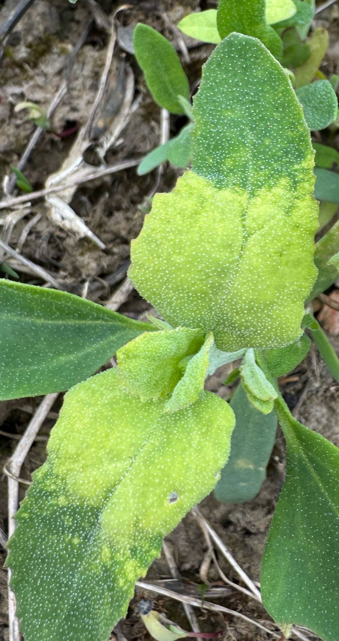 Peronospora farinosa