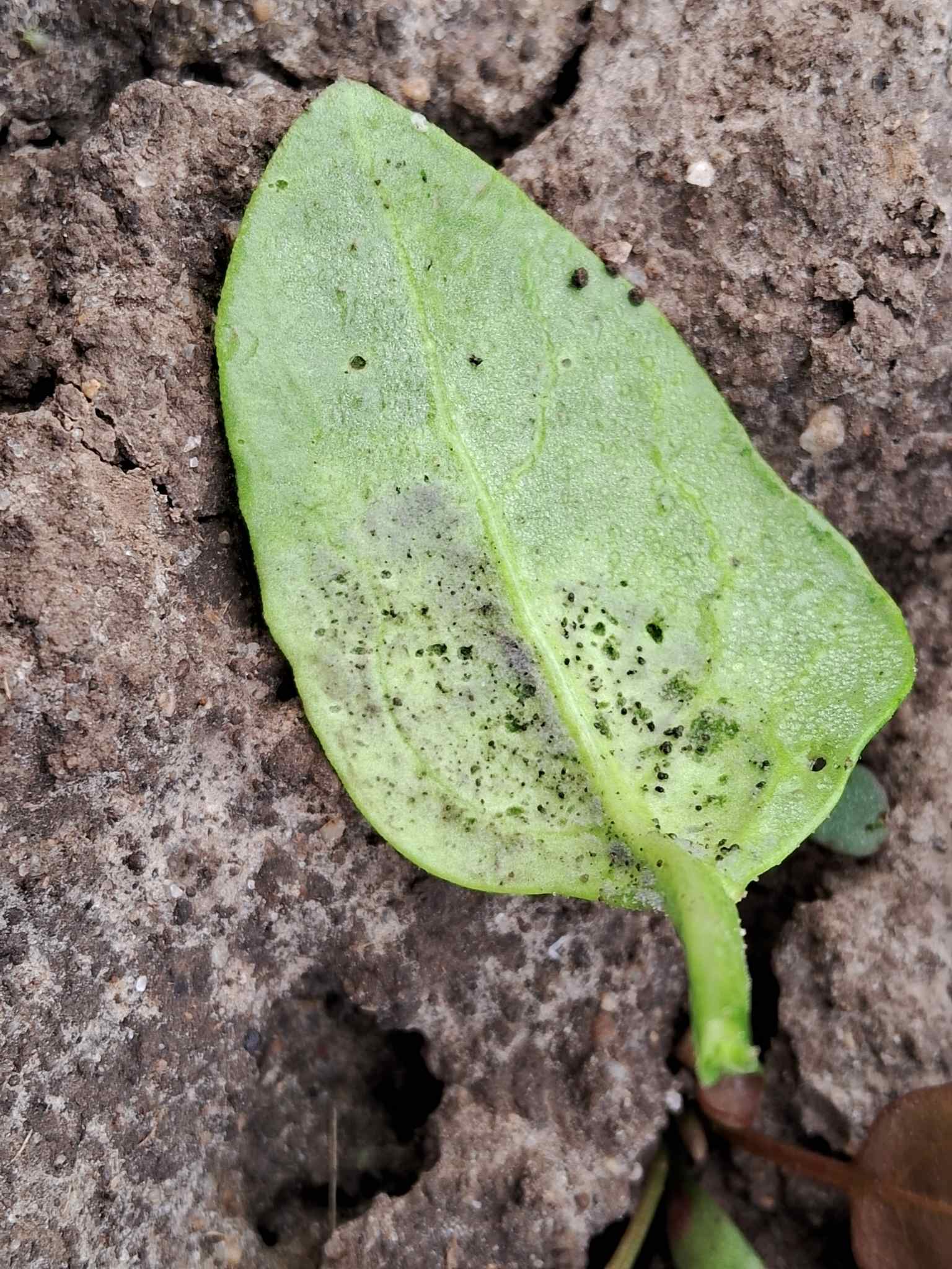 Peronospora farinosa
