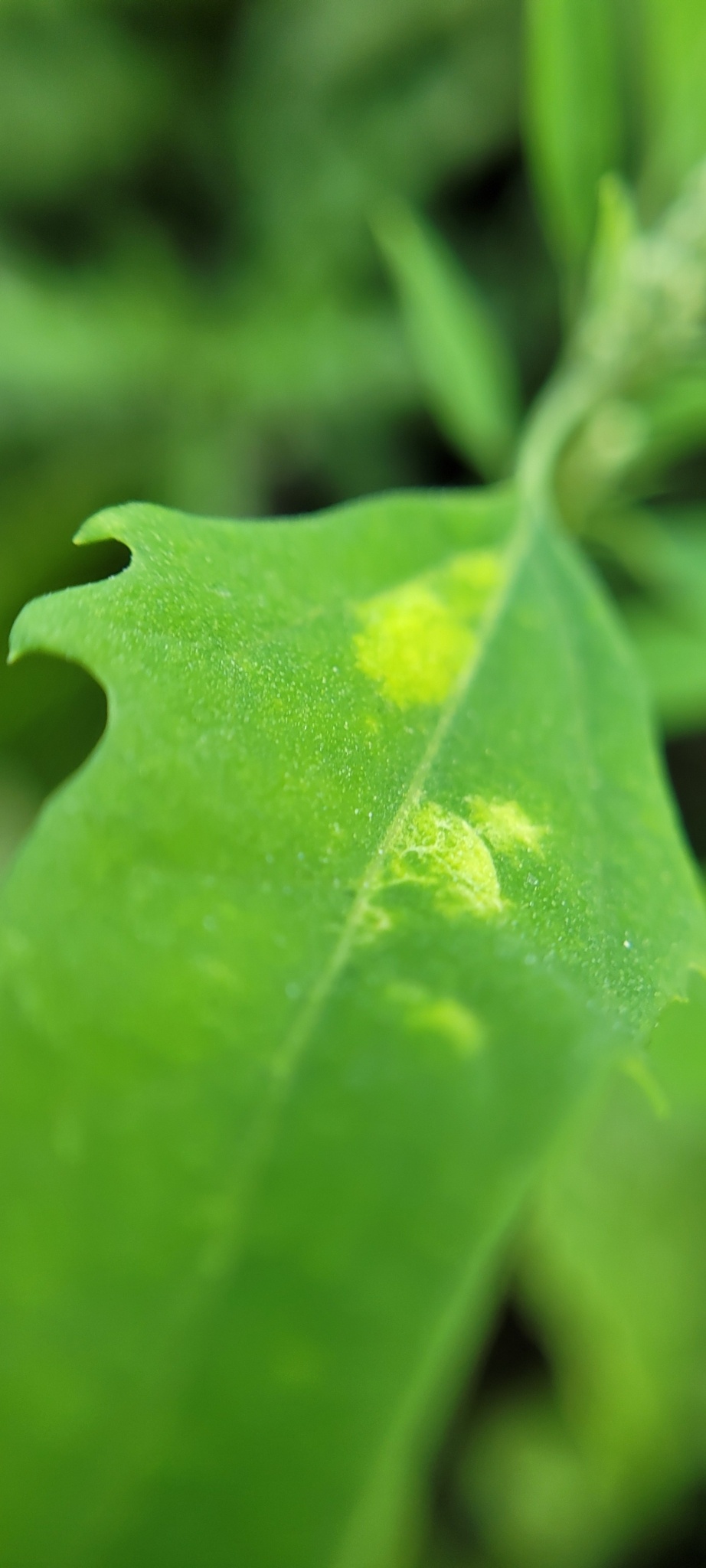 Peronospora farinosa
