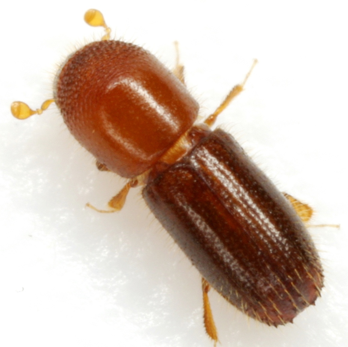 Xyleborinus saxesenii