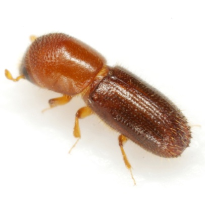 Xyleborinus saxesenii
