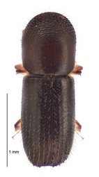Xyleborinus saxesenii