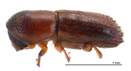 Xyleborinus saxesenii