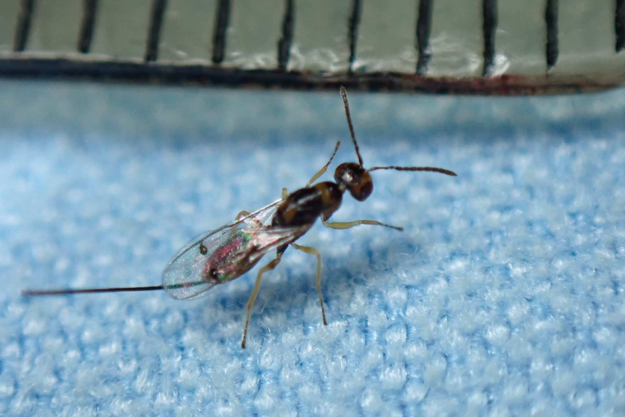 Megastigmus rosae