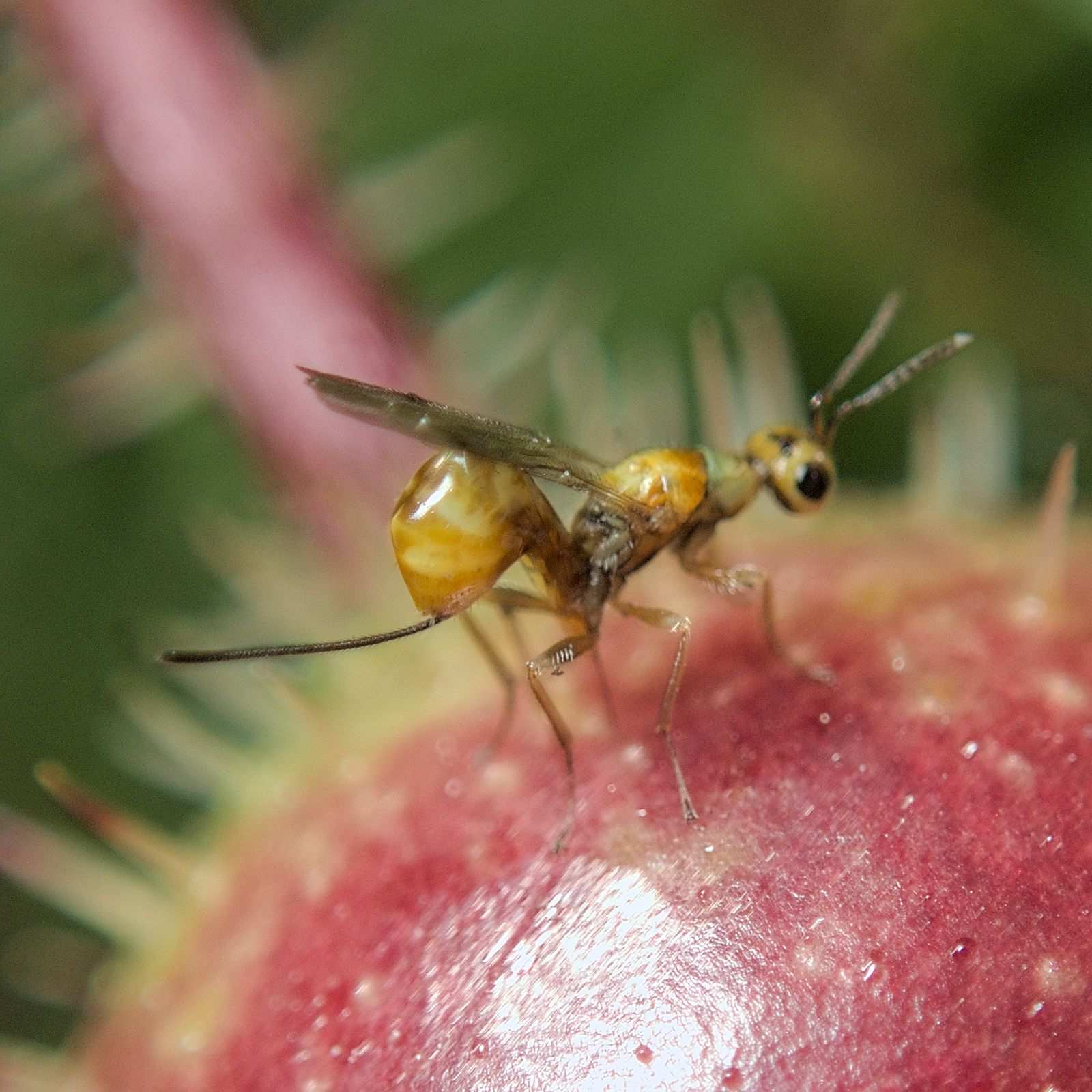 Megastigmus rosae