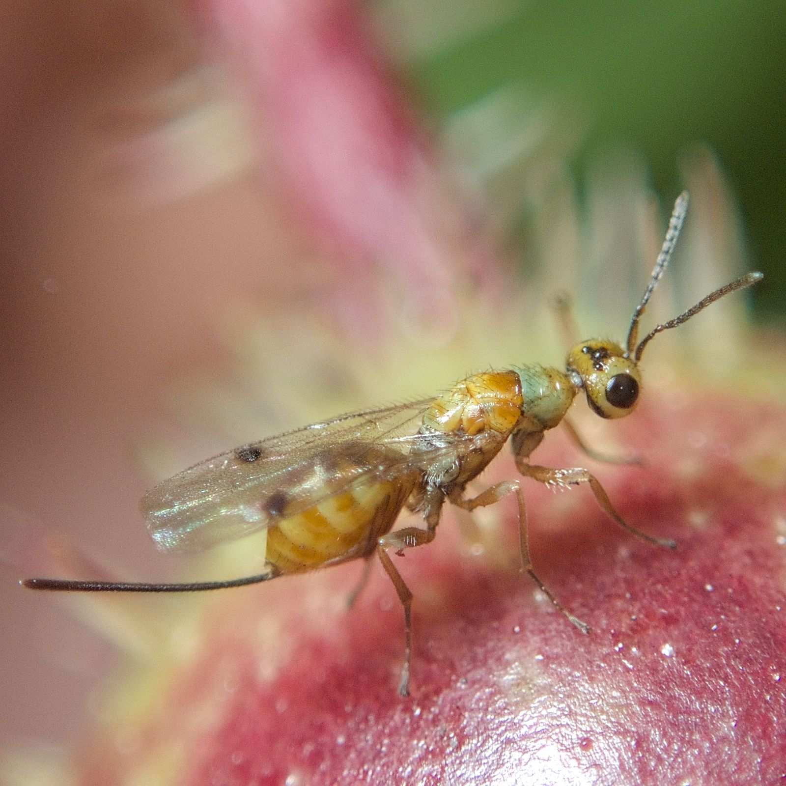 Megastigmus rosae