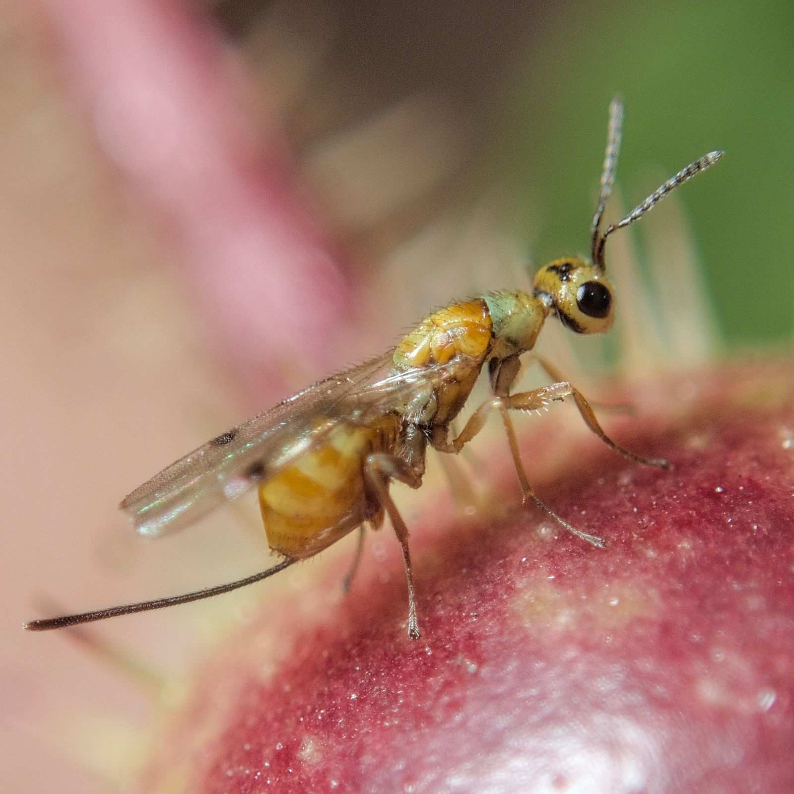 Megastigmus rosae