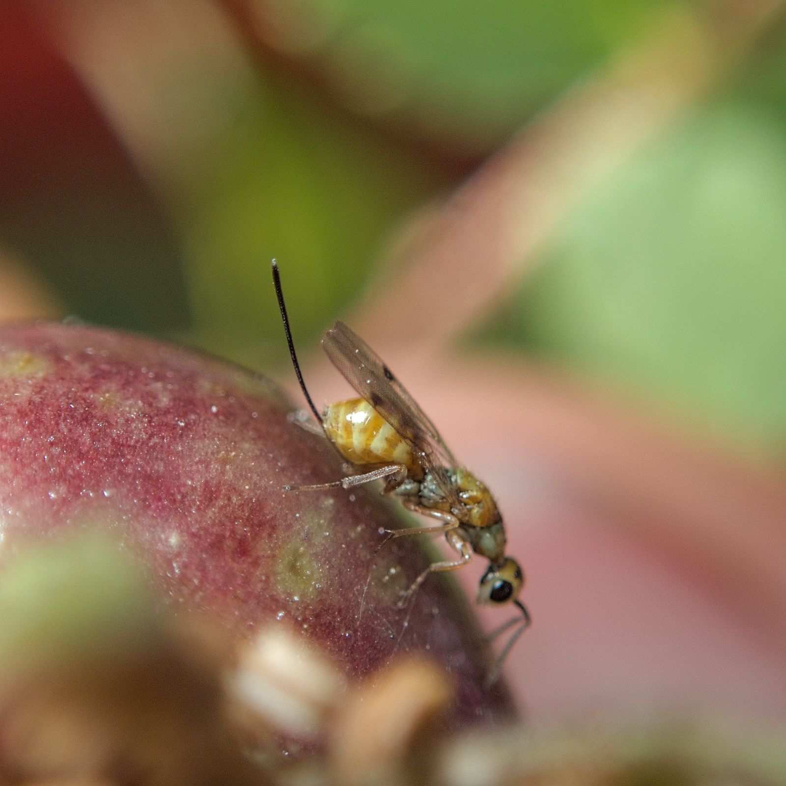 Megastigmus rosae