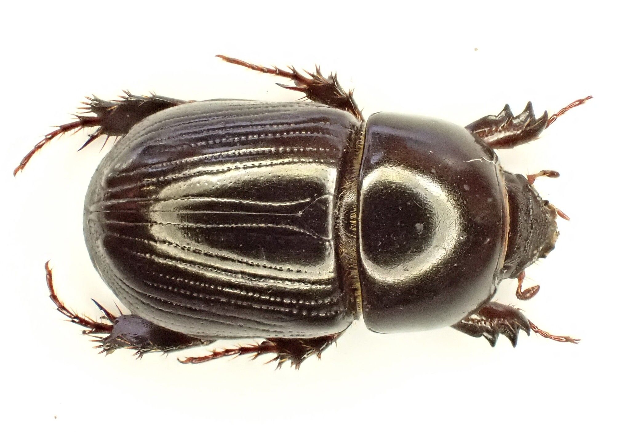 Heteronychus arator