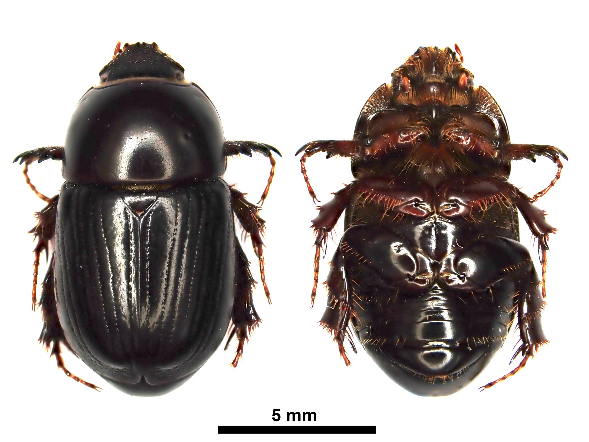 Heteronychus arator