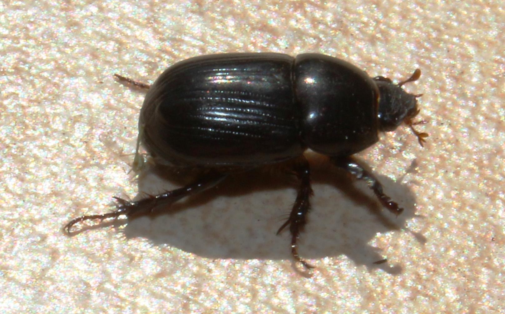 Heteronychus arator
