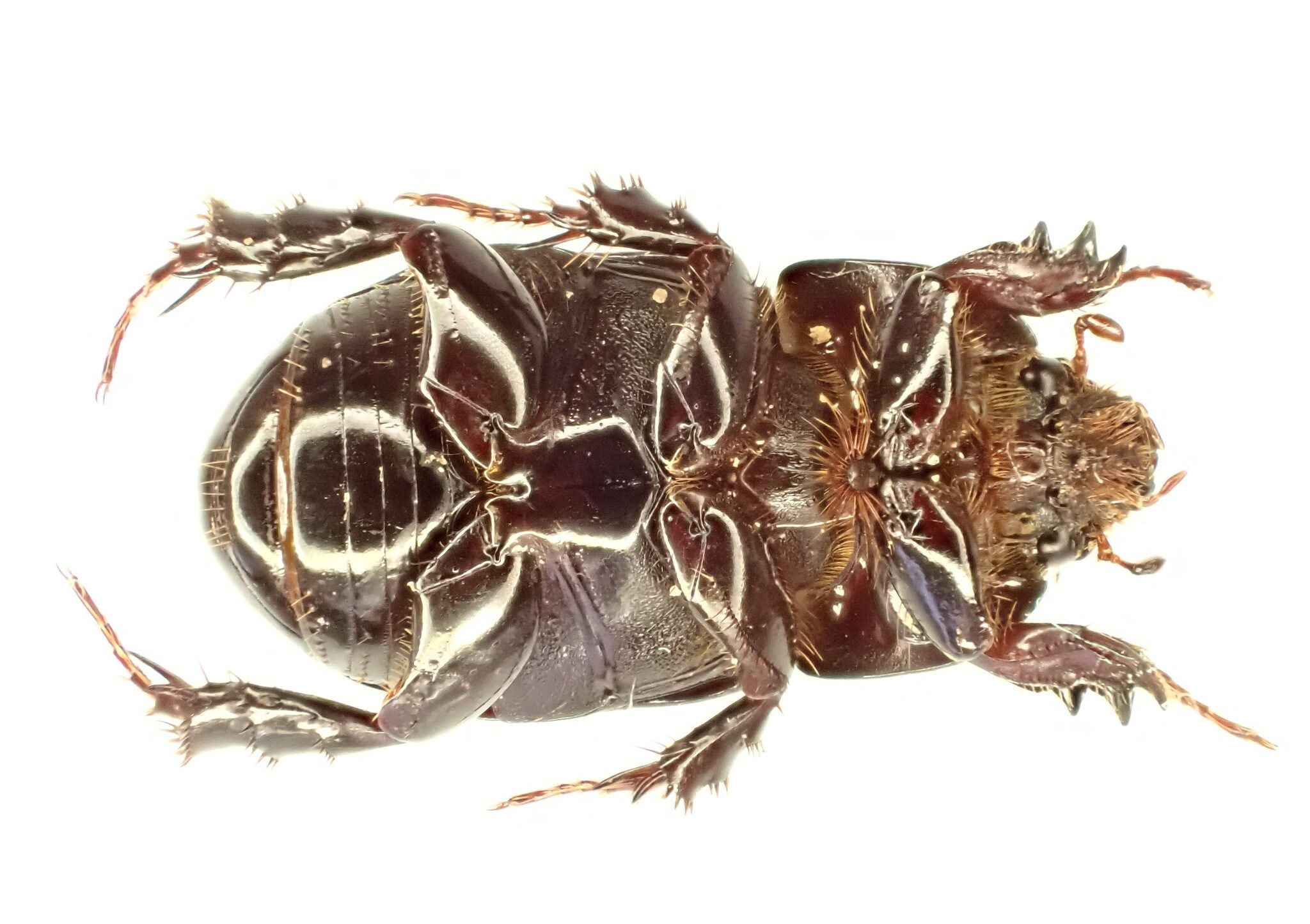 Heteronychus arator