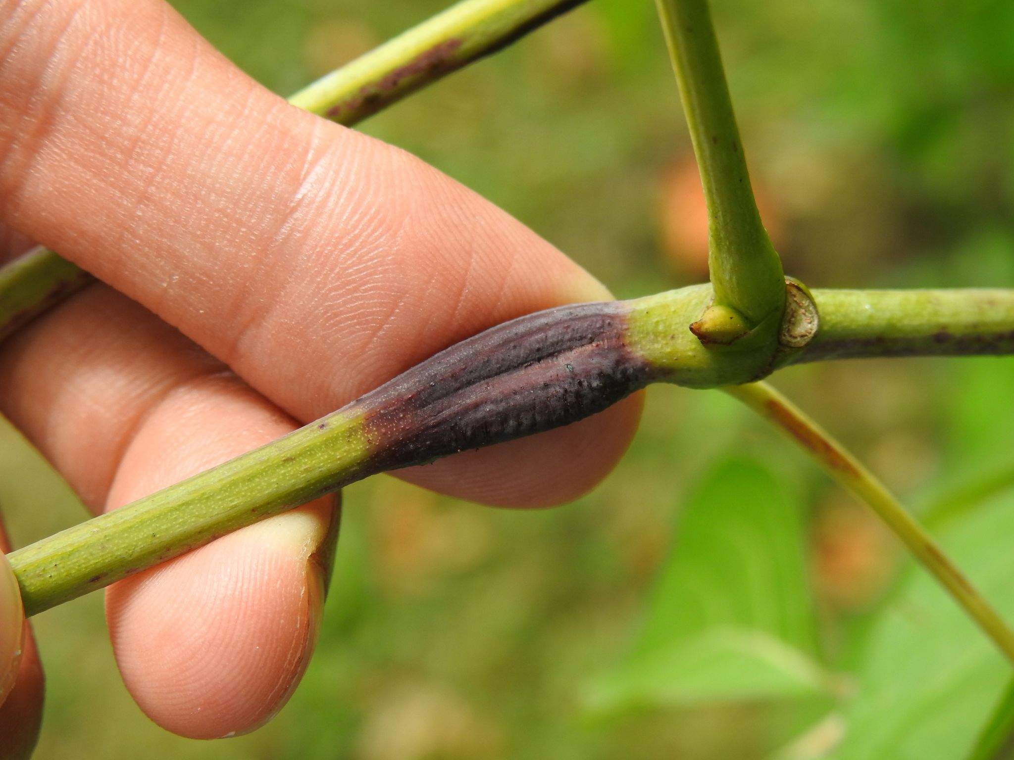 Ampeloglypter sesostris