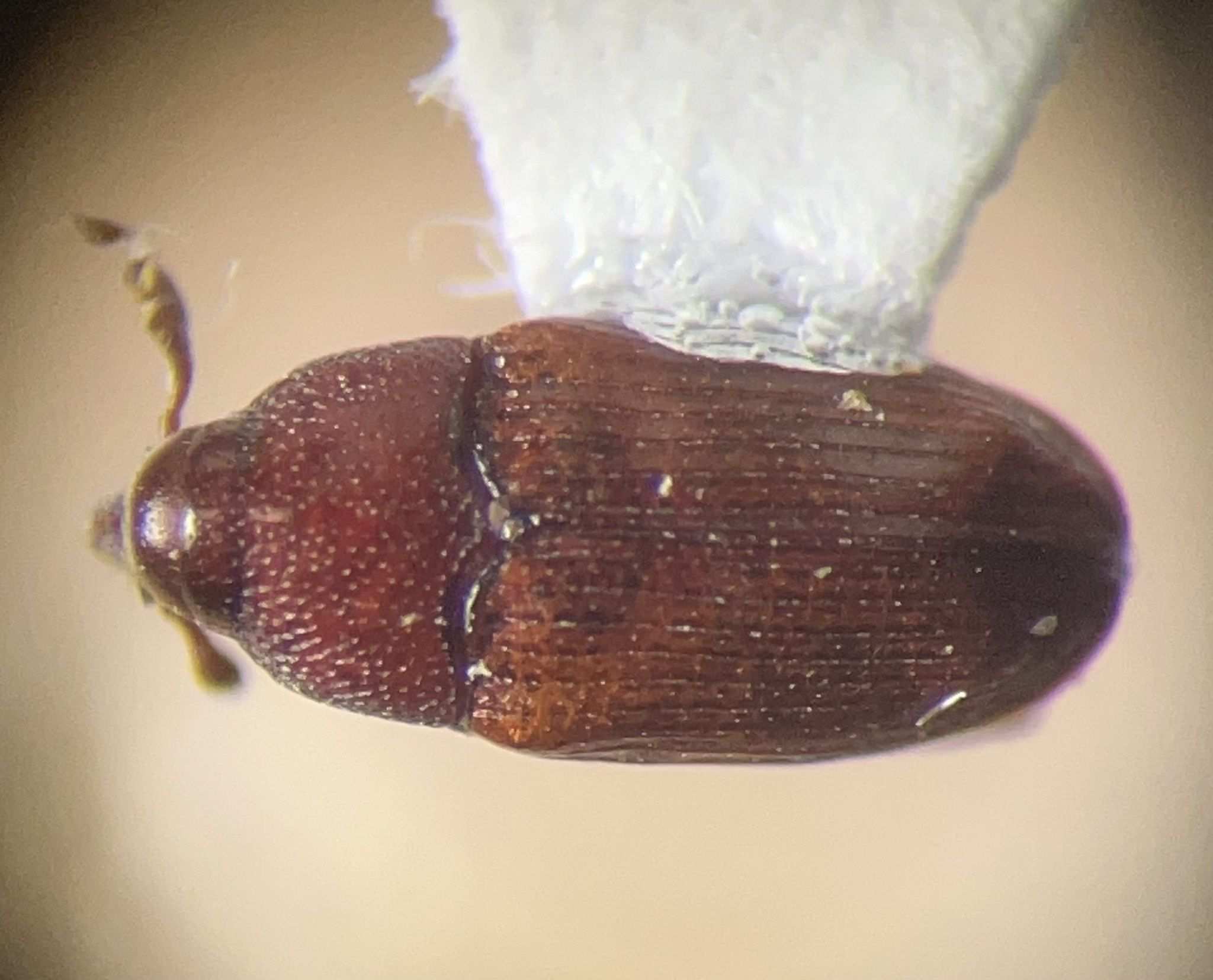 Ampeloglypter sesostris
