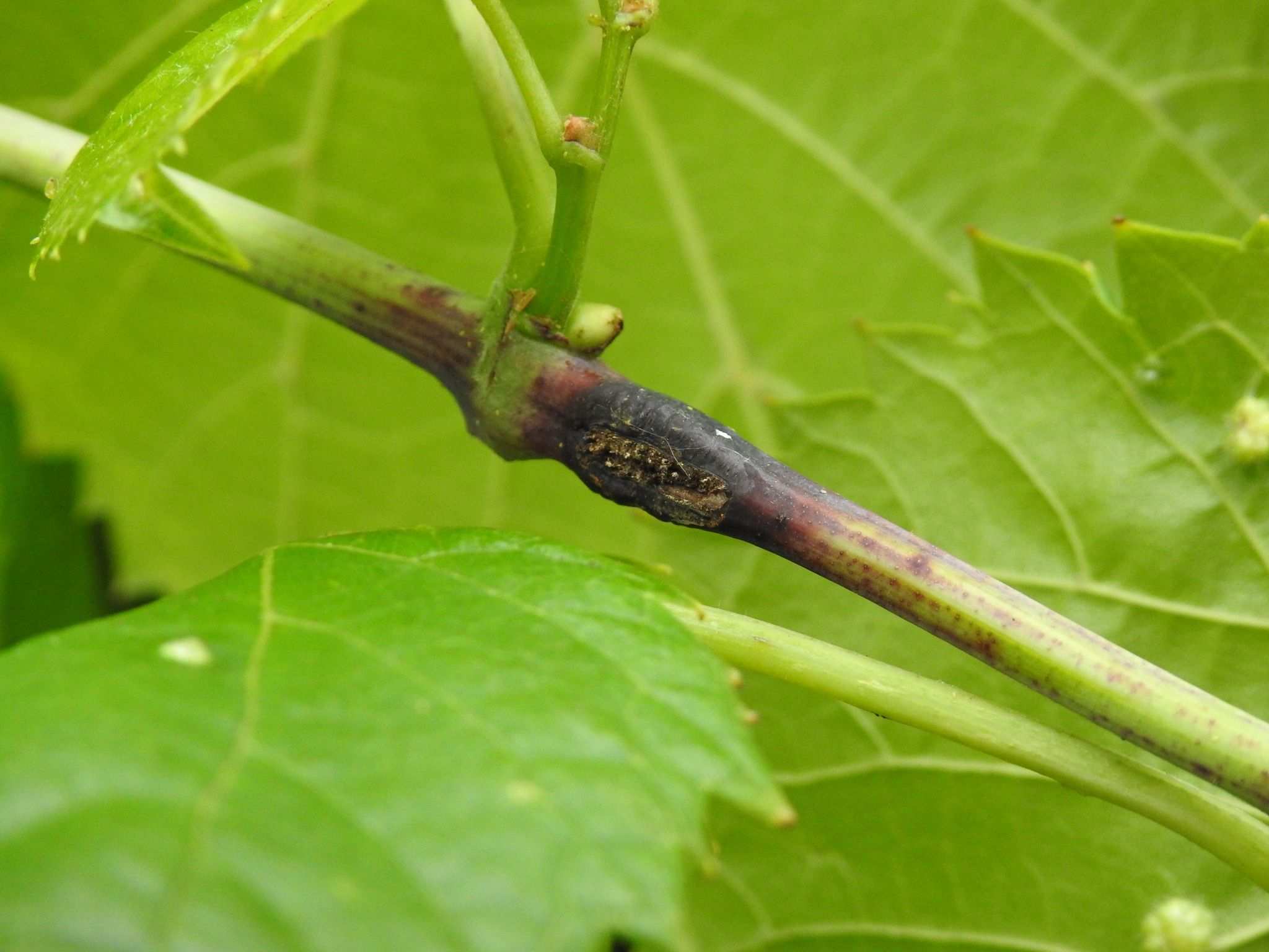Ampeloglypter sesostris