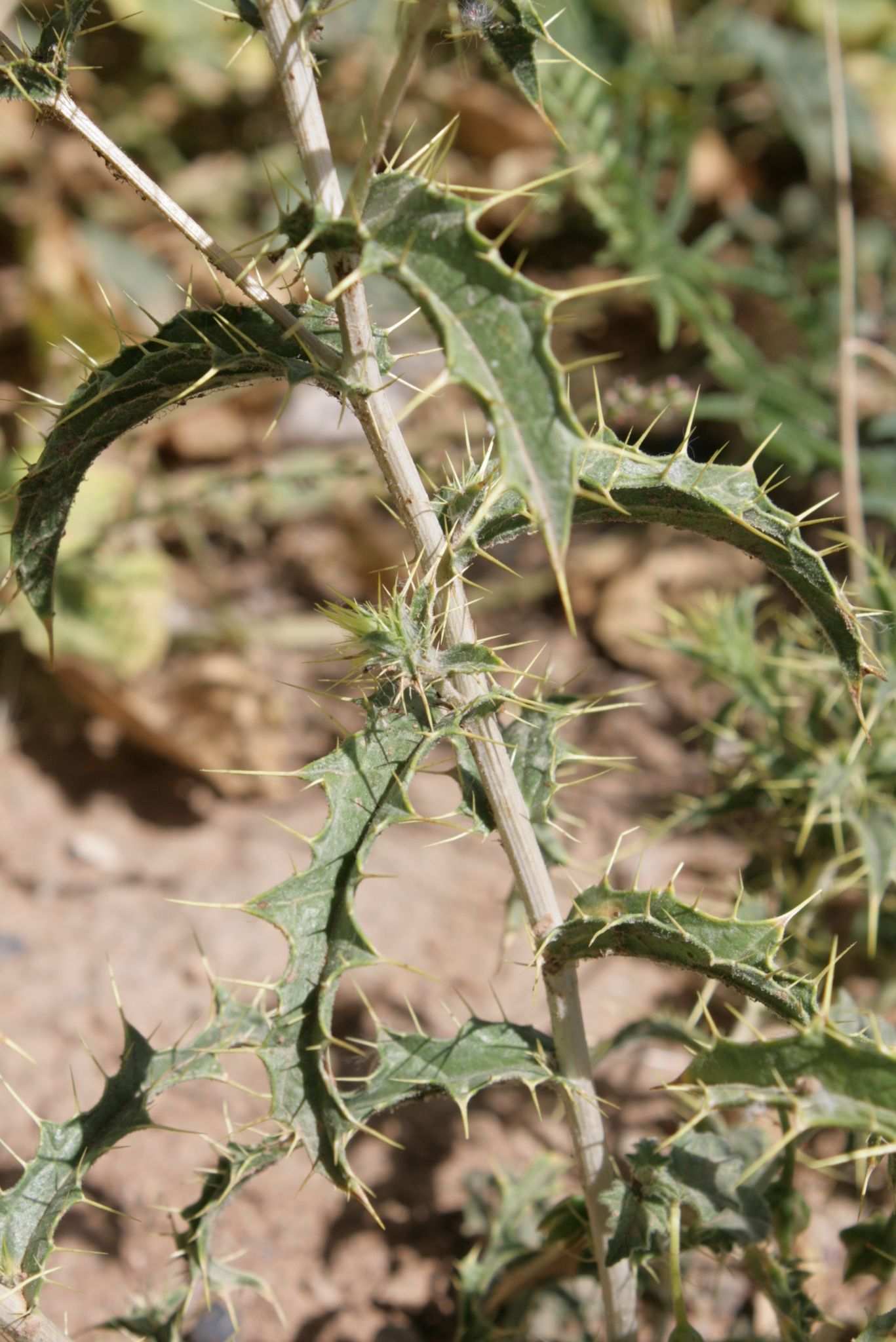 Carthamus oxyacanthus