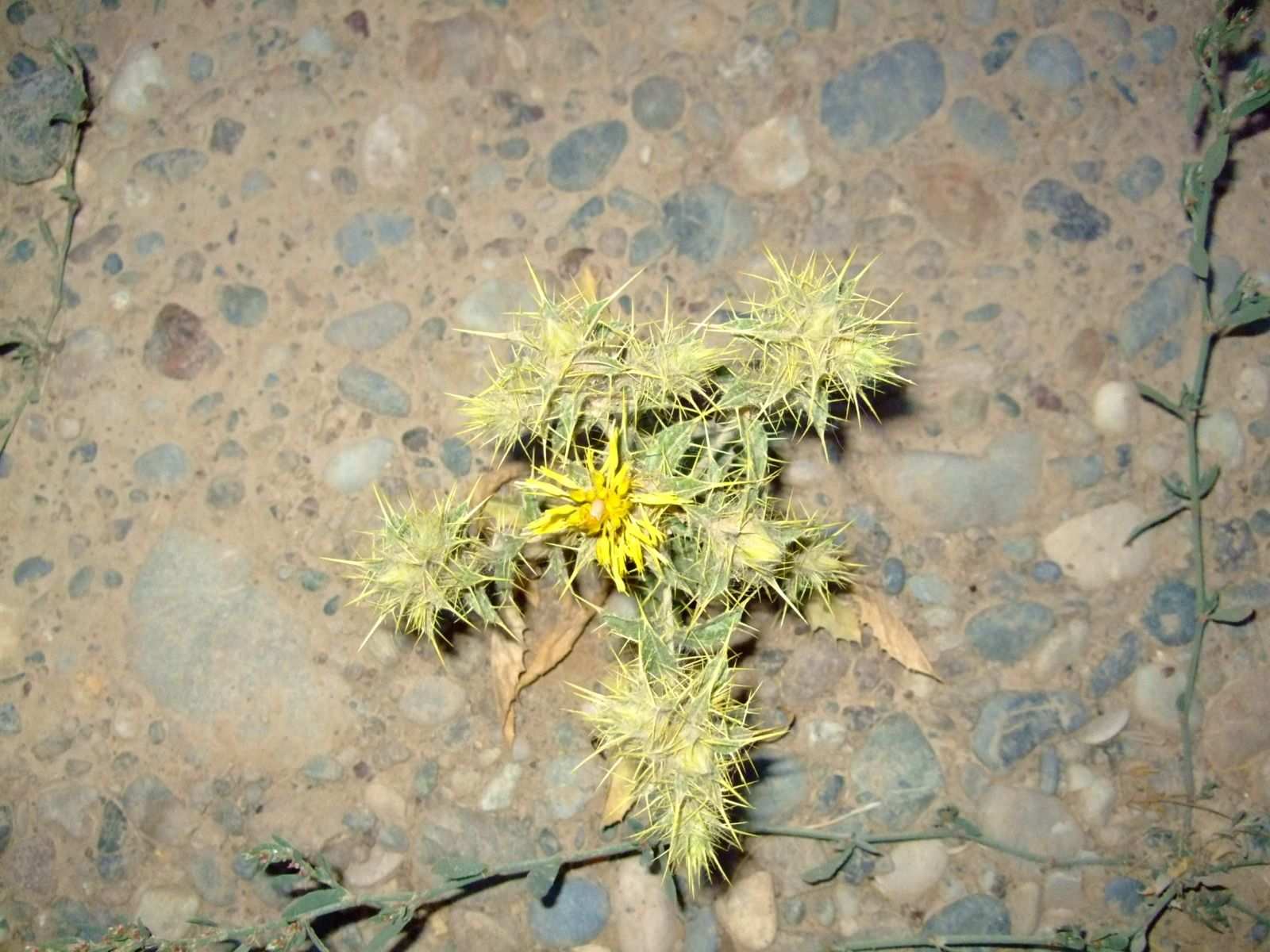 Carthamus oxyacanthus
