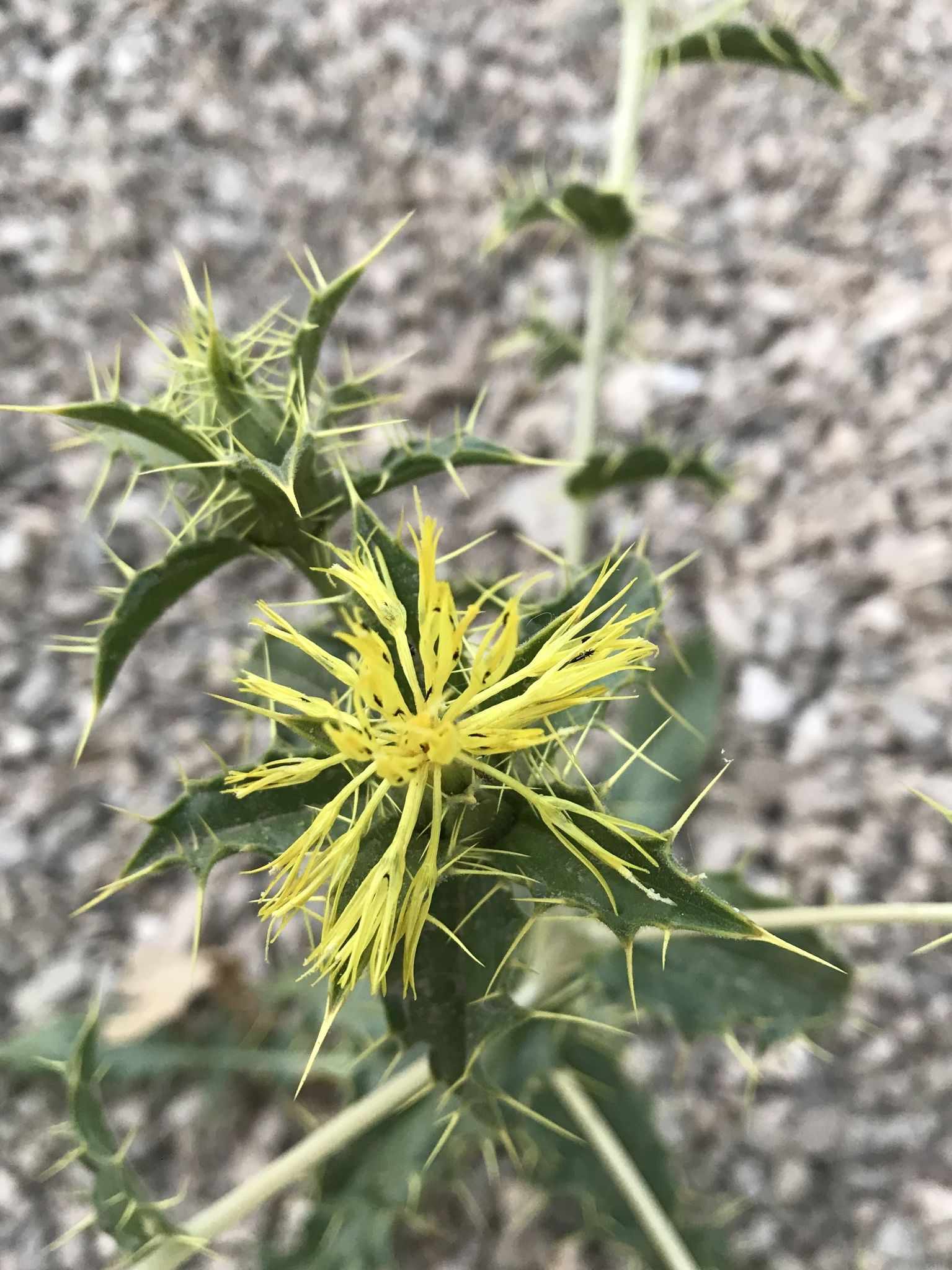 Carthamus oxyacanthus